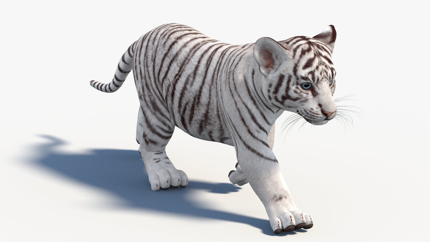 Rigged White Baby Tiger 3D Model