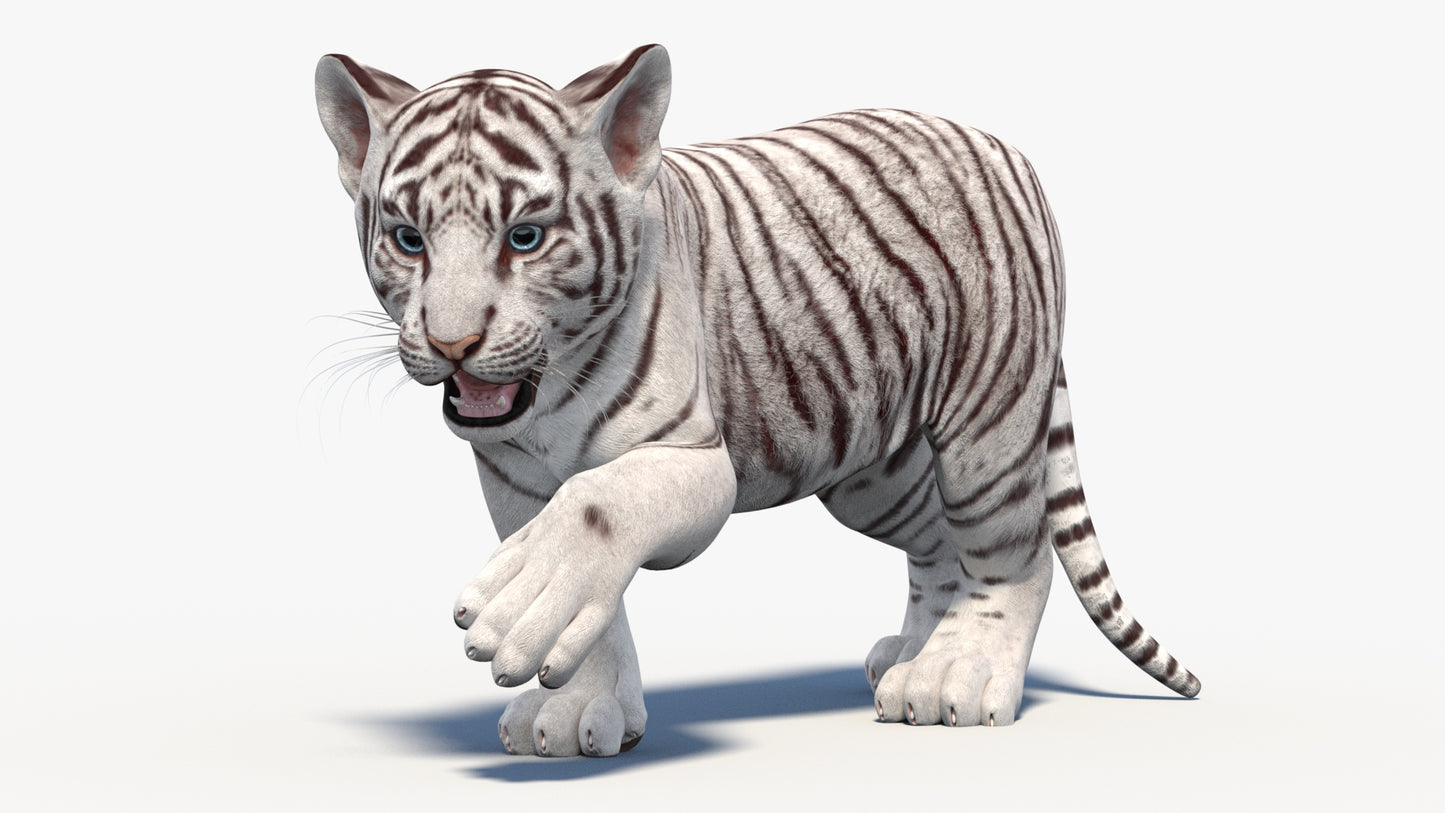 Rigged White Baby Tiger 3D Model