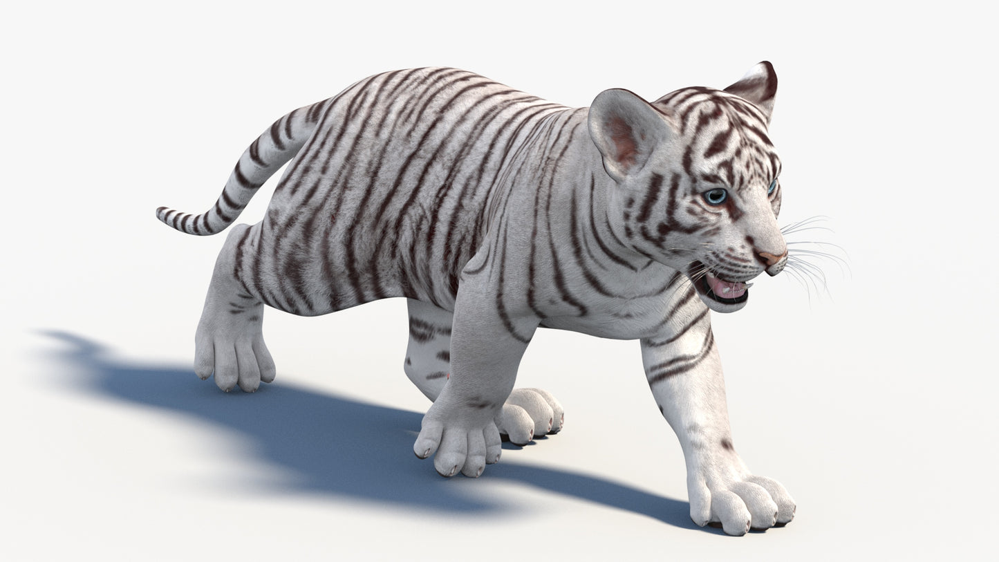 Rigged White Baby Tiger 3D Model
