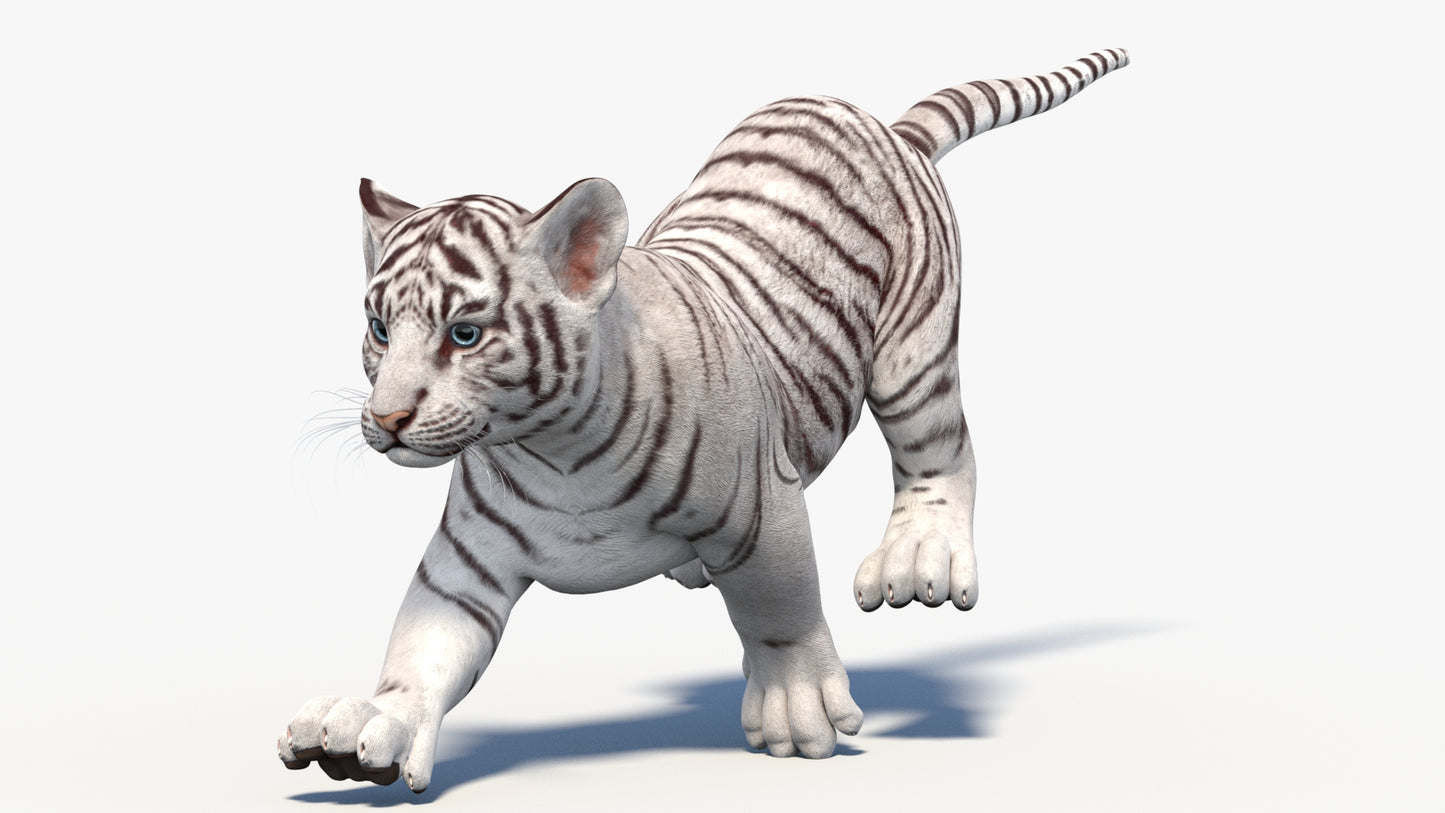Rigged White Baby Tiger 3D Model