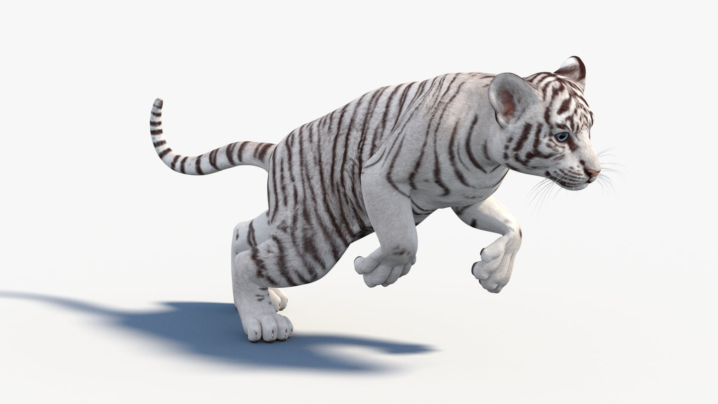 Rigged White Baby Tiger 3D Model