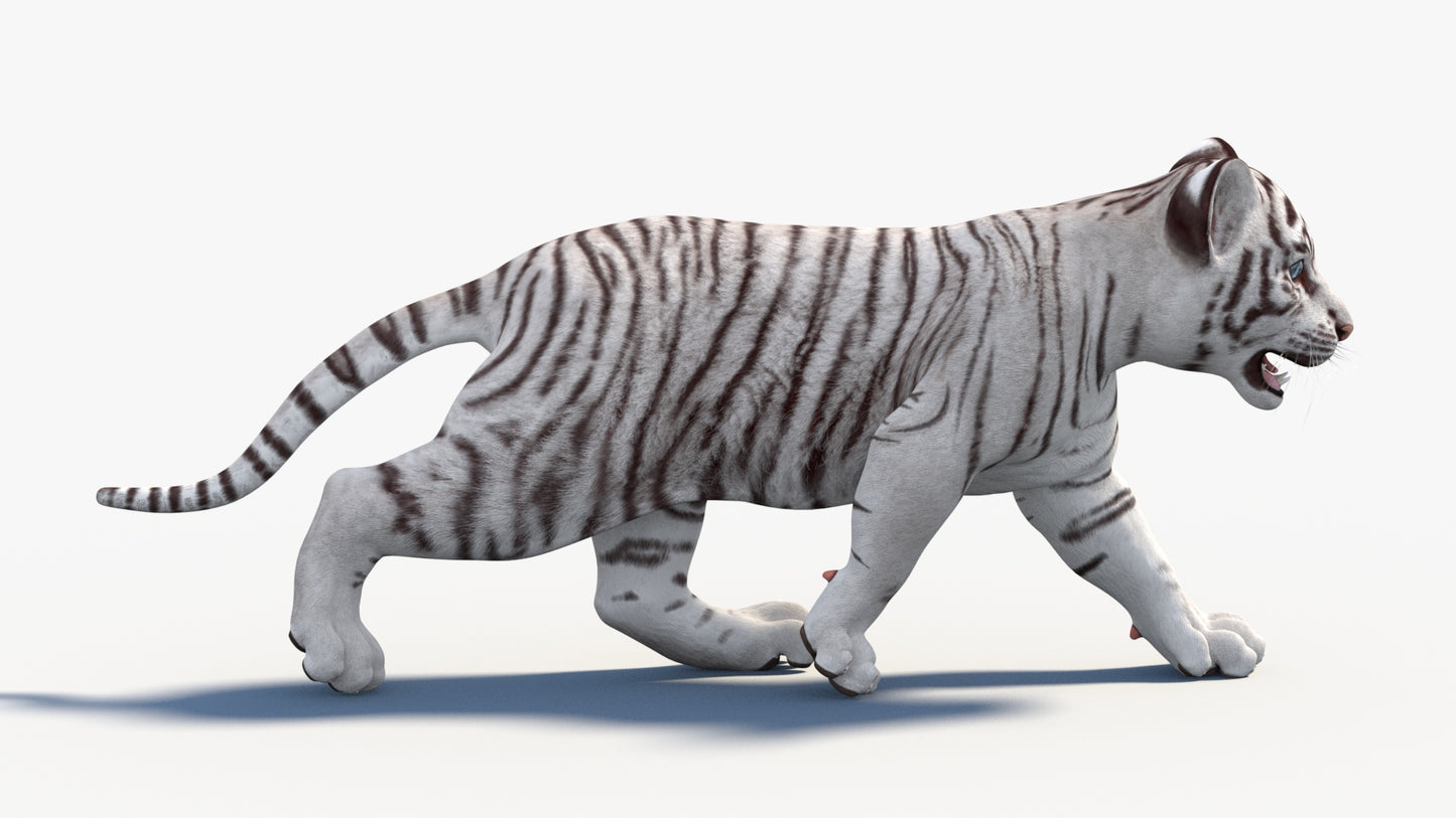 Rigged White Baby Tiger 3D Model