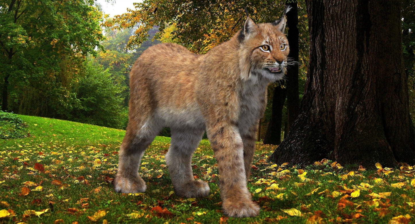 Animated Eurasian Lynx 3D Model with Fur
