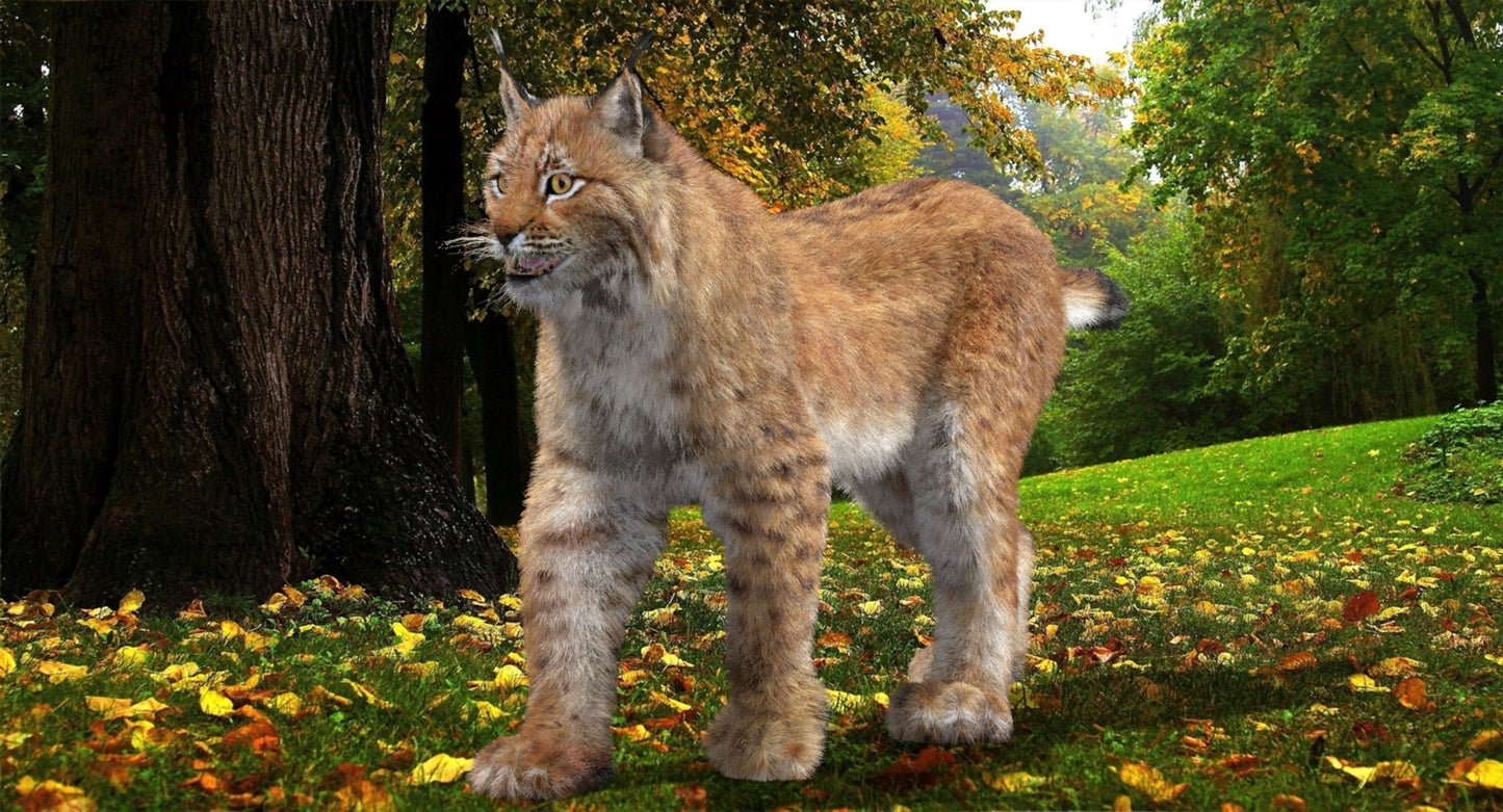 Animated Eurasian Lynx 3D Model with Fur