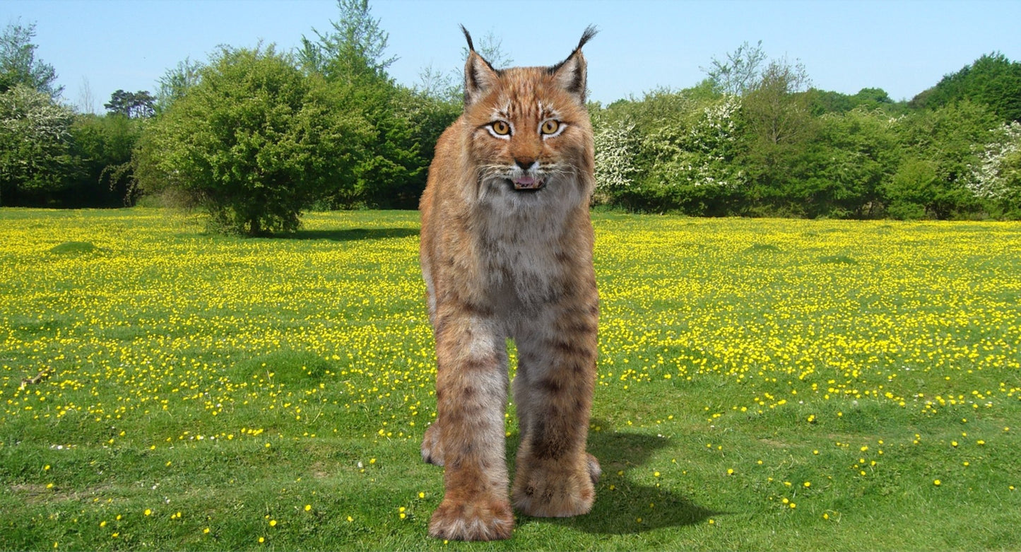 Animated Eurasian Lynx 3D Model with Fur