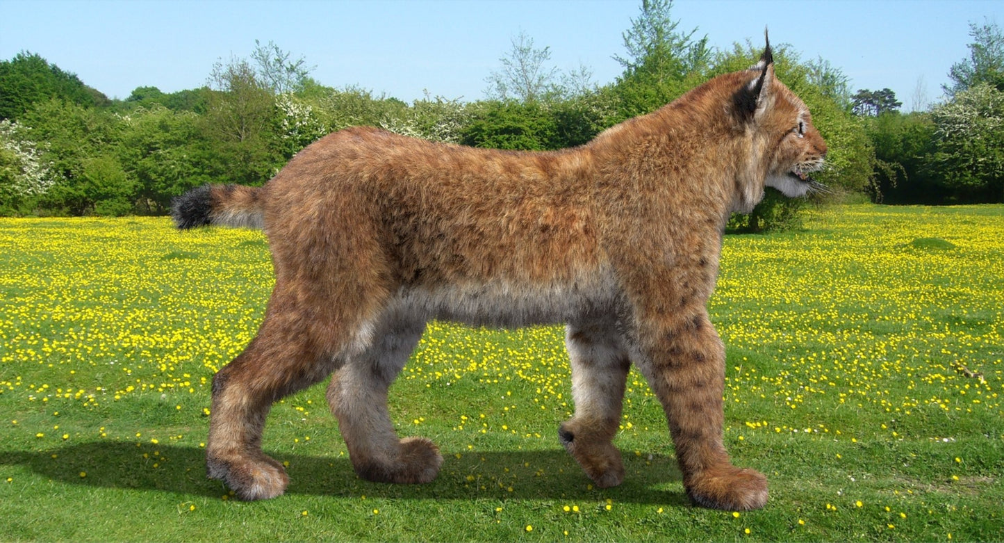 Animated Eurasian Lynx 3D Model with Fur