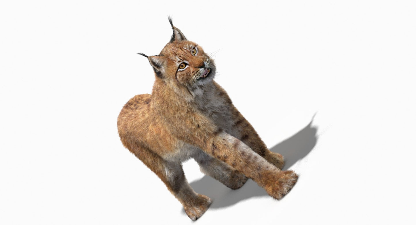 Animated Eurasian Lynx 3D Model Fur
