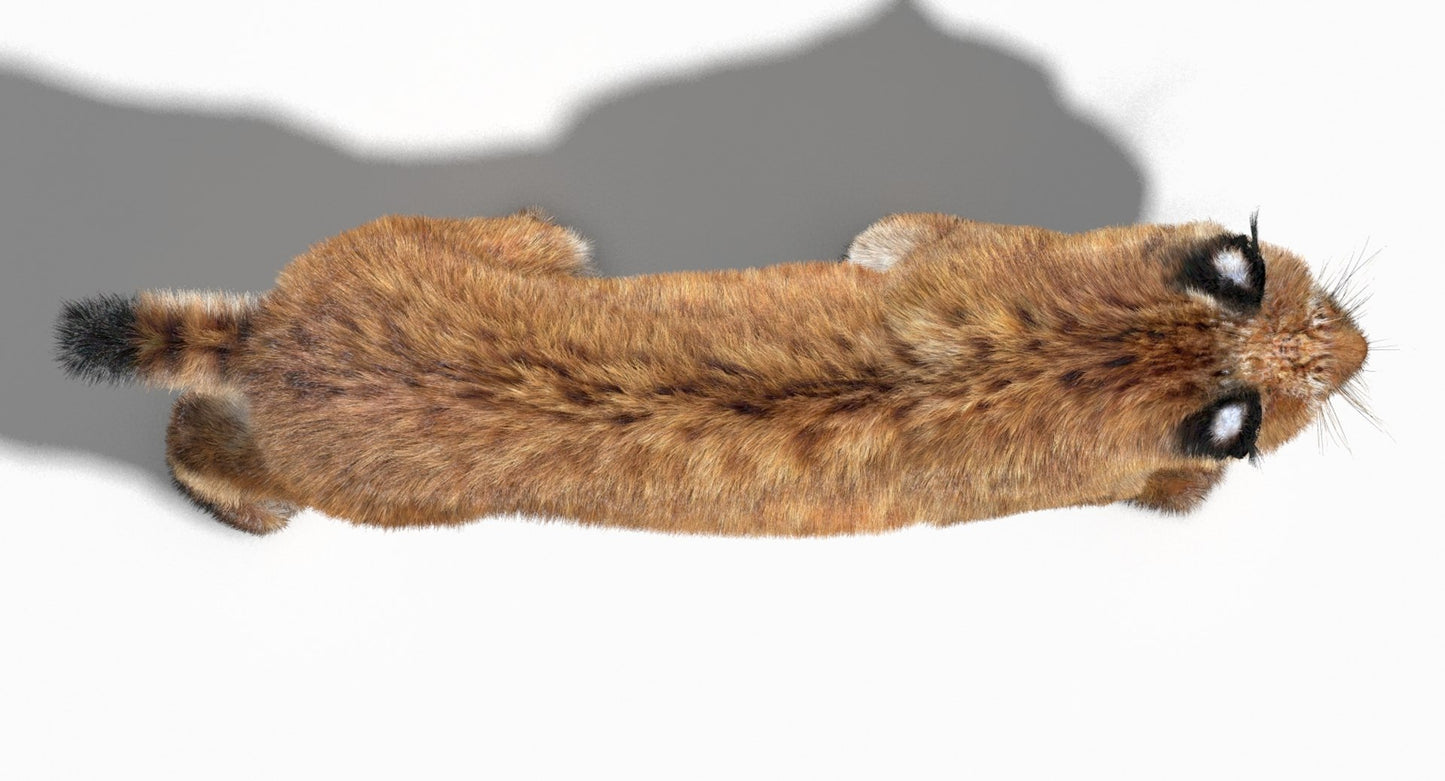 Animated Eurasian Lynx 3D Model Fur