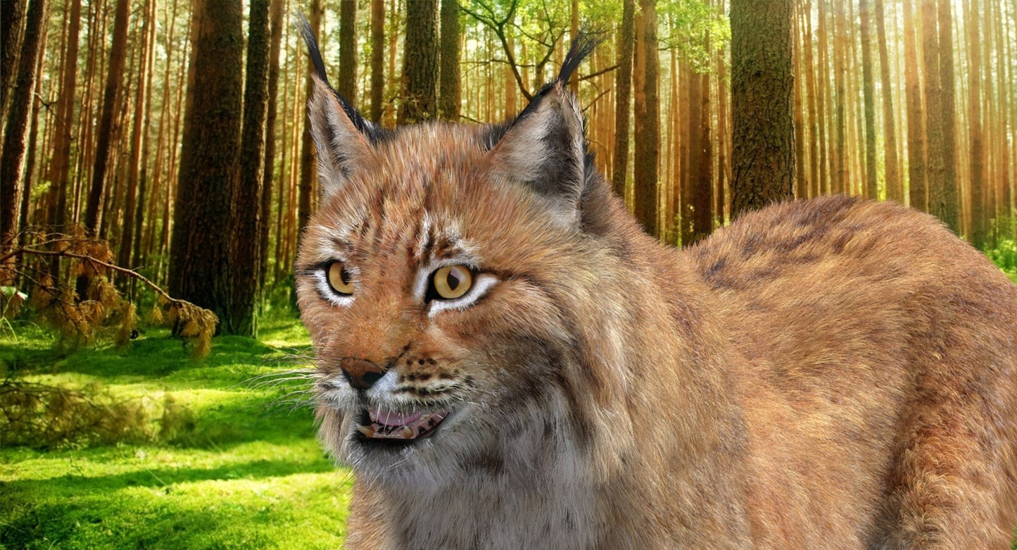 Animated Eurasian Lynx 3D Model Fur