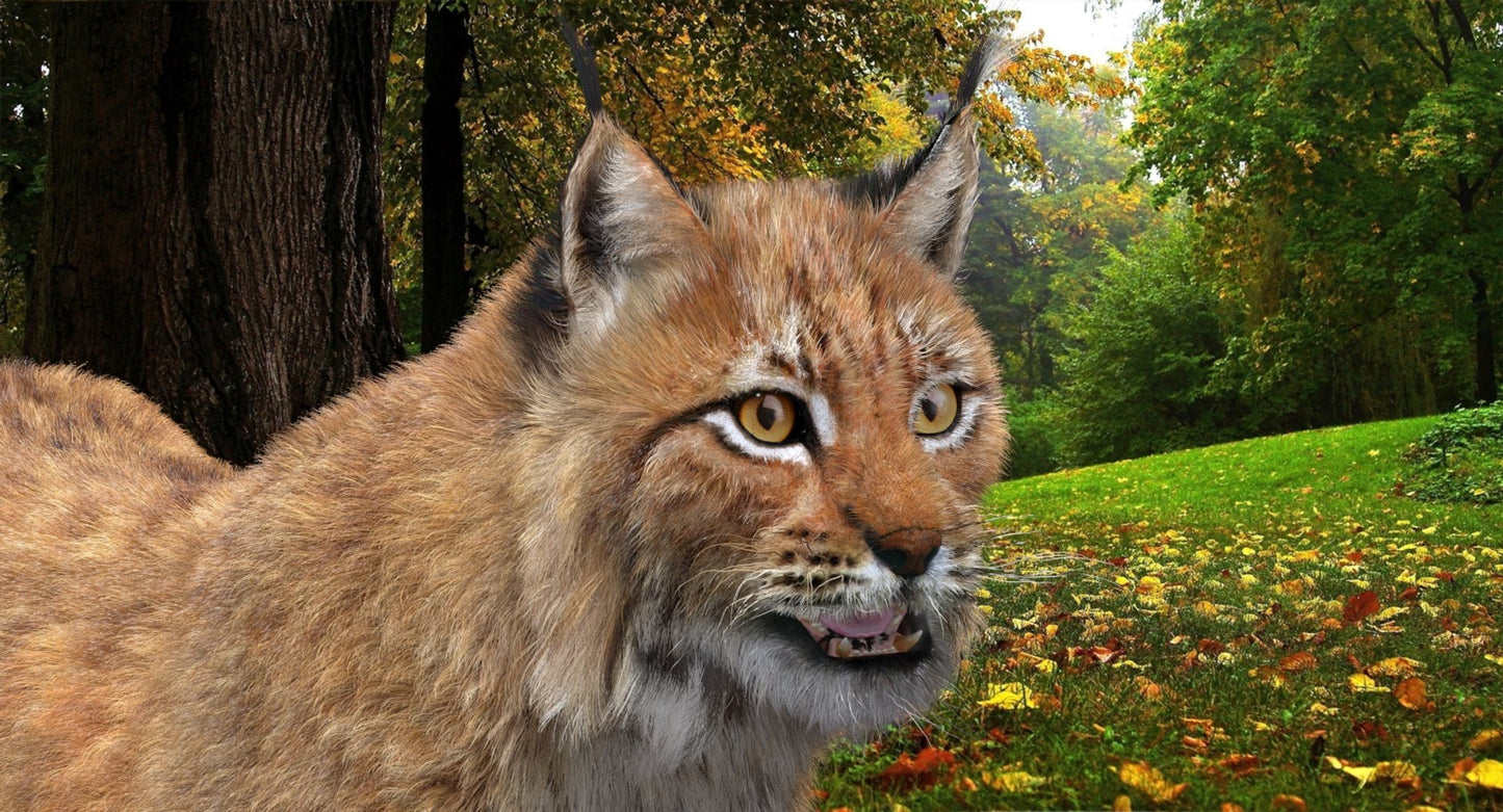 Animated Eurasian Lynx 3D Model with Fur