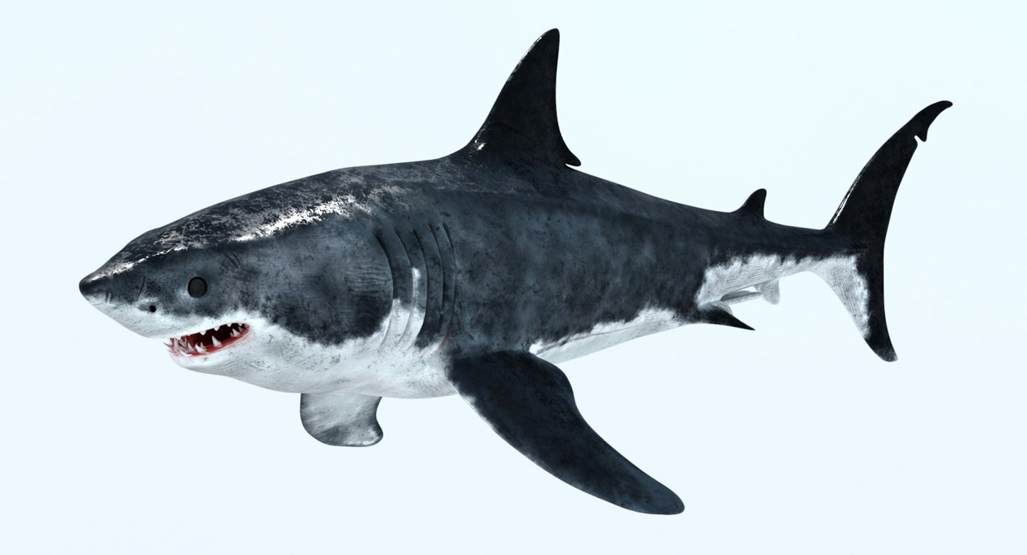Animated Great White Shark 3D Model