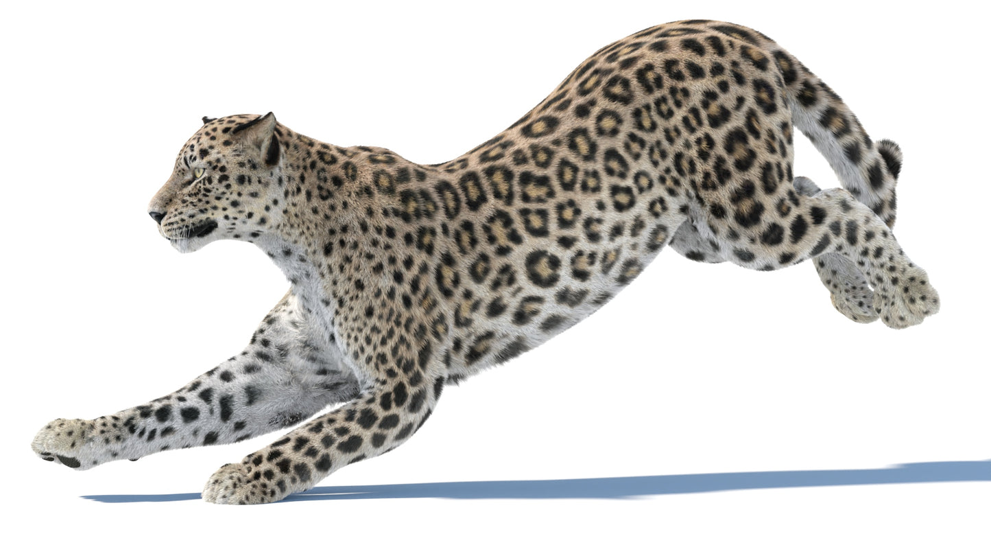 Animated Persian Leopard 3D Model with Fur Running