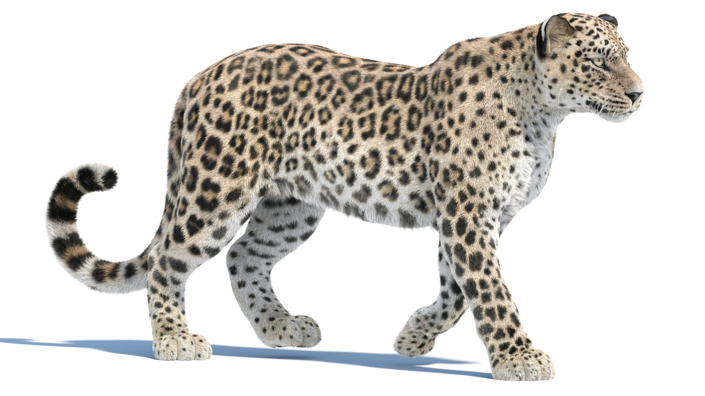 Animated Persian Leopard 3D Model with Fur Walking