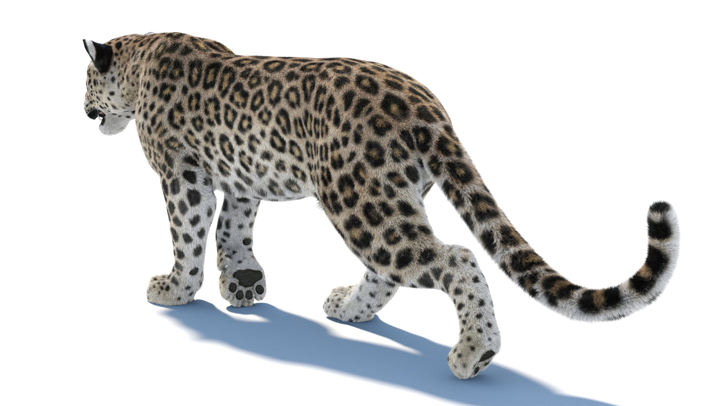 Animated Leopard 3D Model with Fur Walking