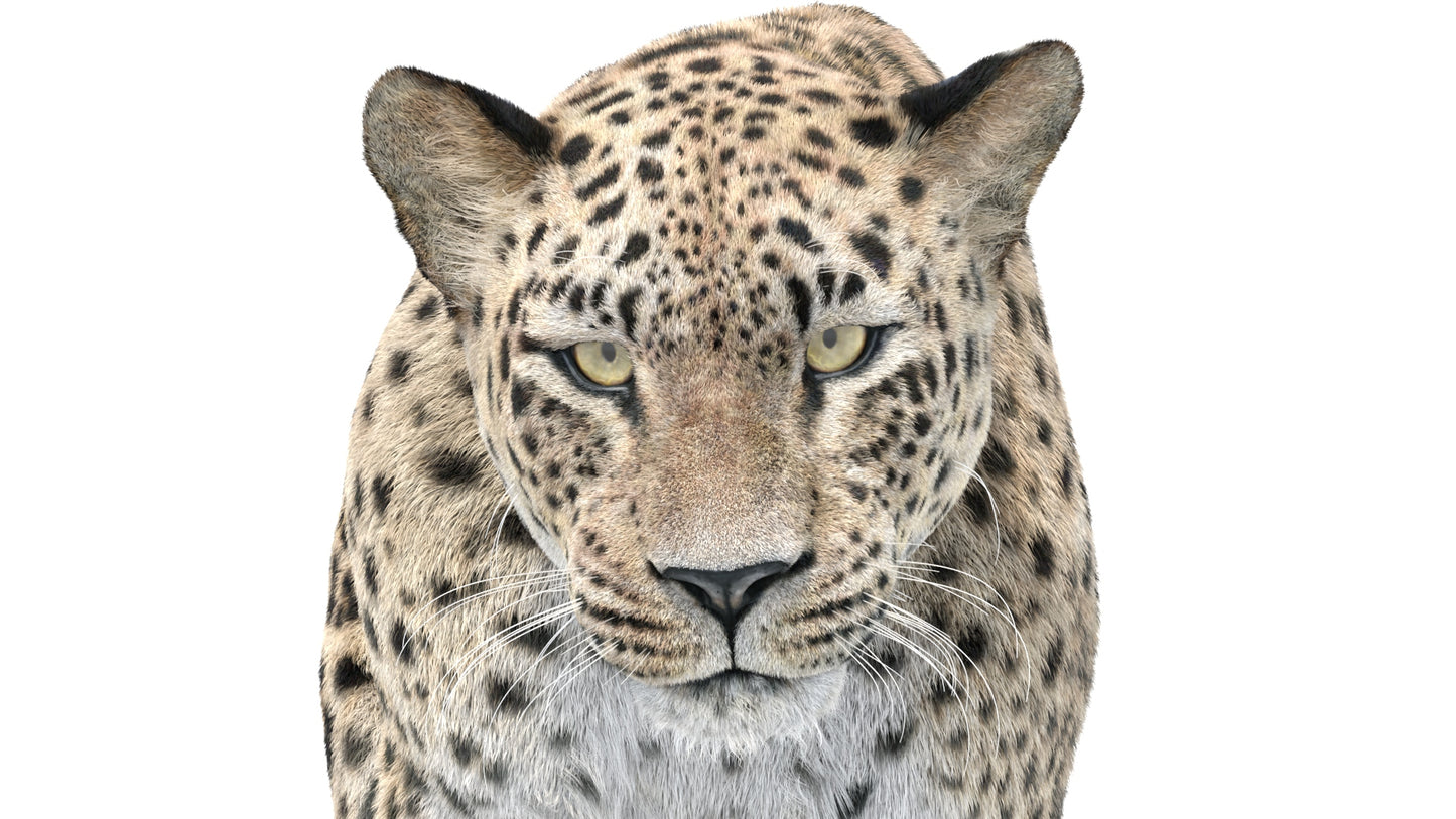 Animated Leopard 3D Model with Fur Head Close Up