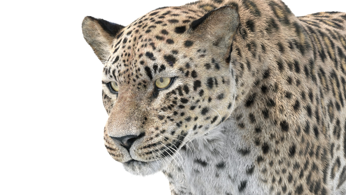Animated Leopard 3D Model with Fur Head Close Up
