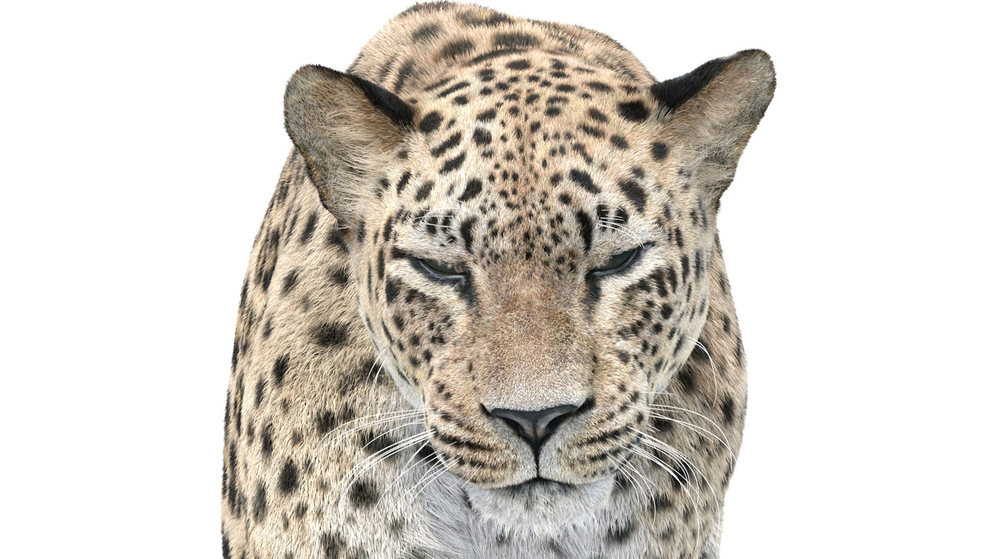 Animated Leopard 3D Model with Fur Head Close Up blinking