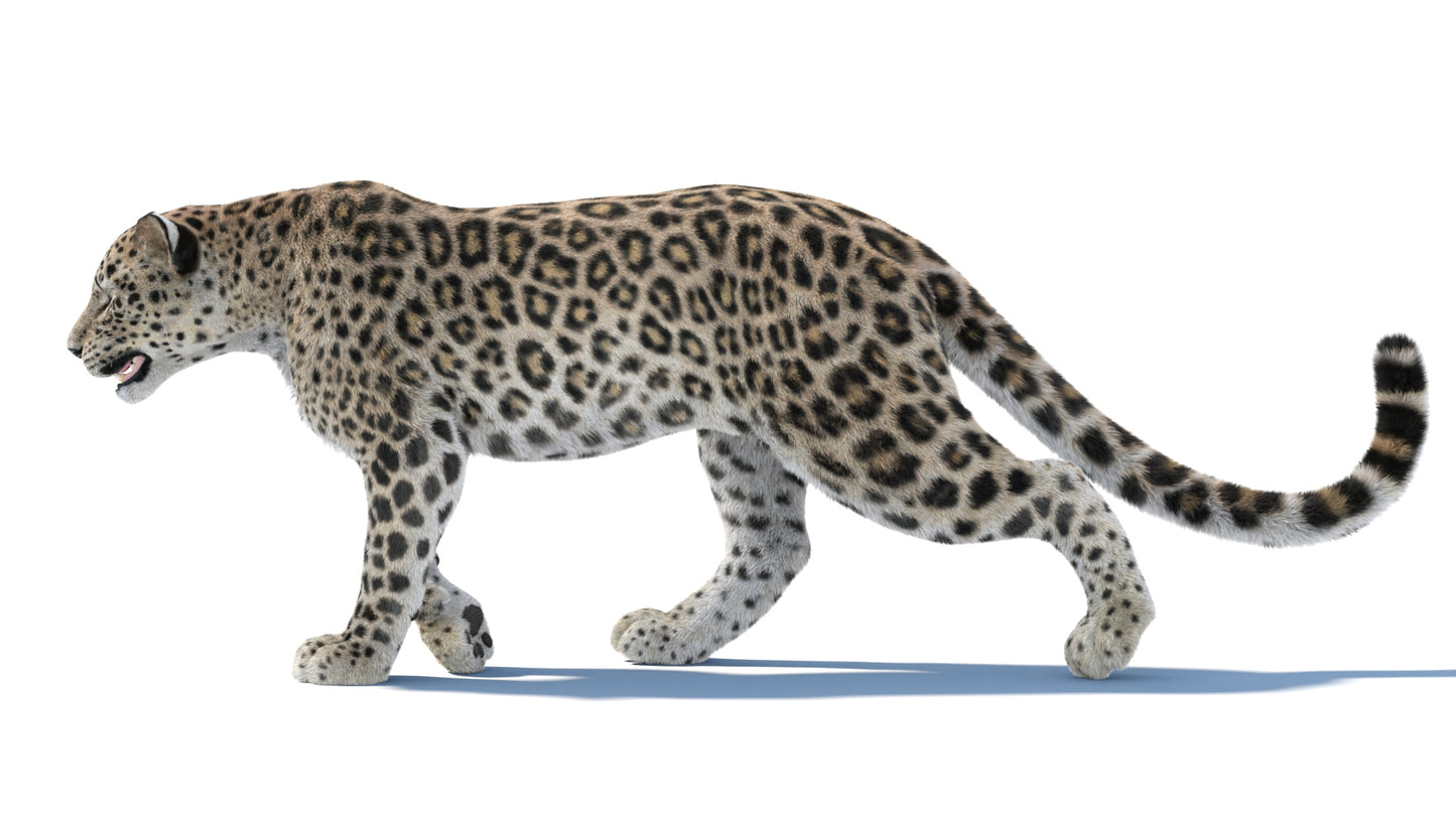 Realistic Persian Leopard 3D Model with Fur for Rendering Project