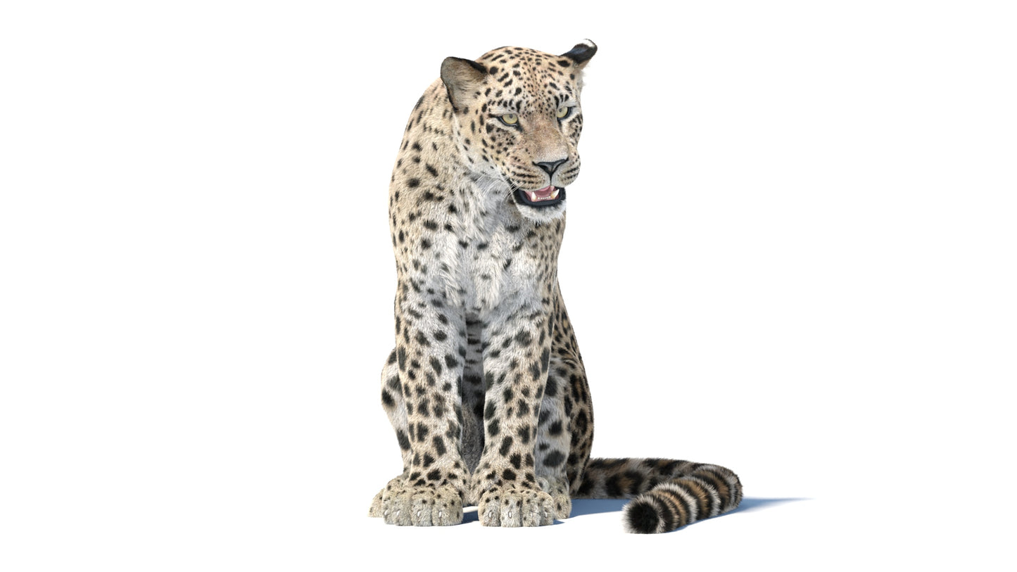 Animated Persian Leopard 3D Model with Fur - Sitting Pose