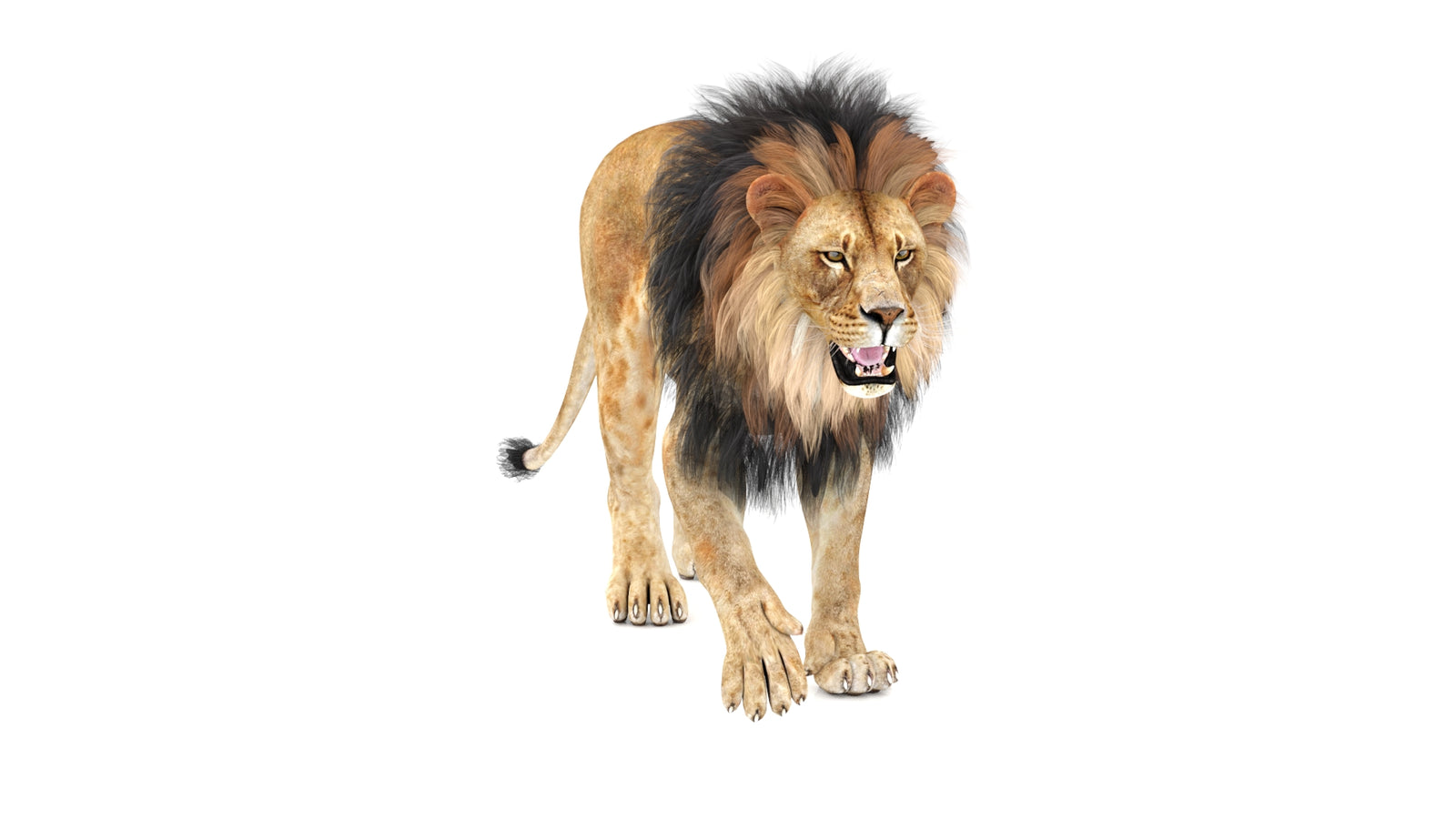 Lion 3D Model Animated 360° view 1 frame 2