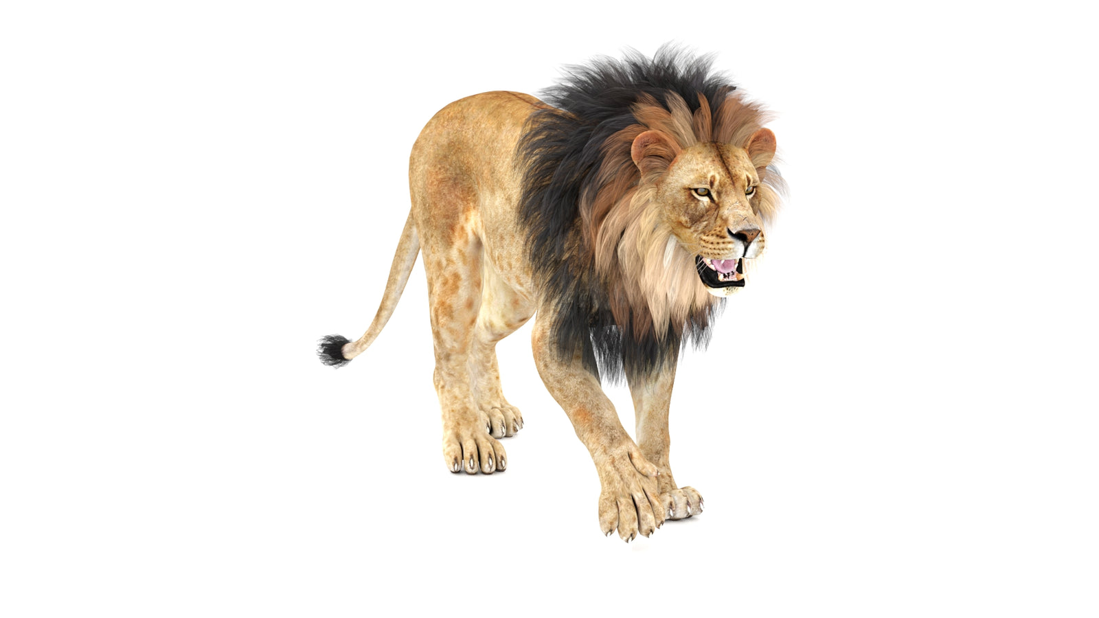 Lion 3D Model Animated 360° view 1 frame 3