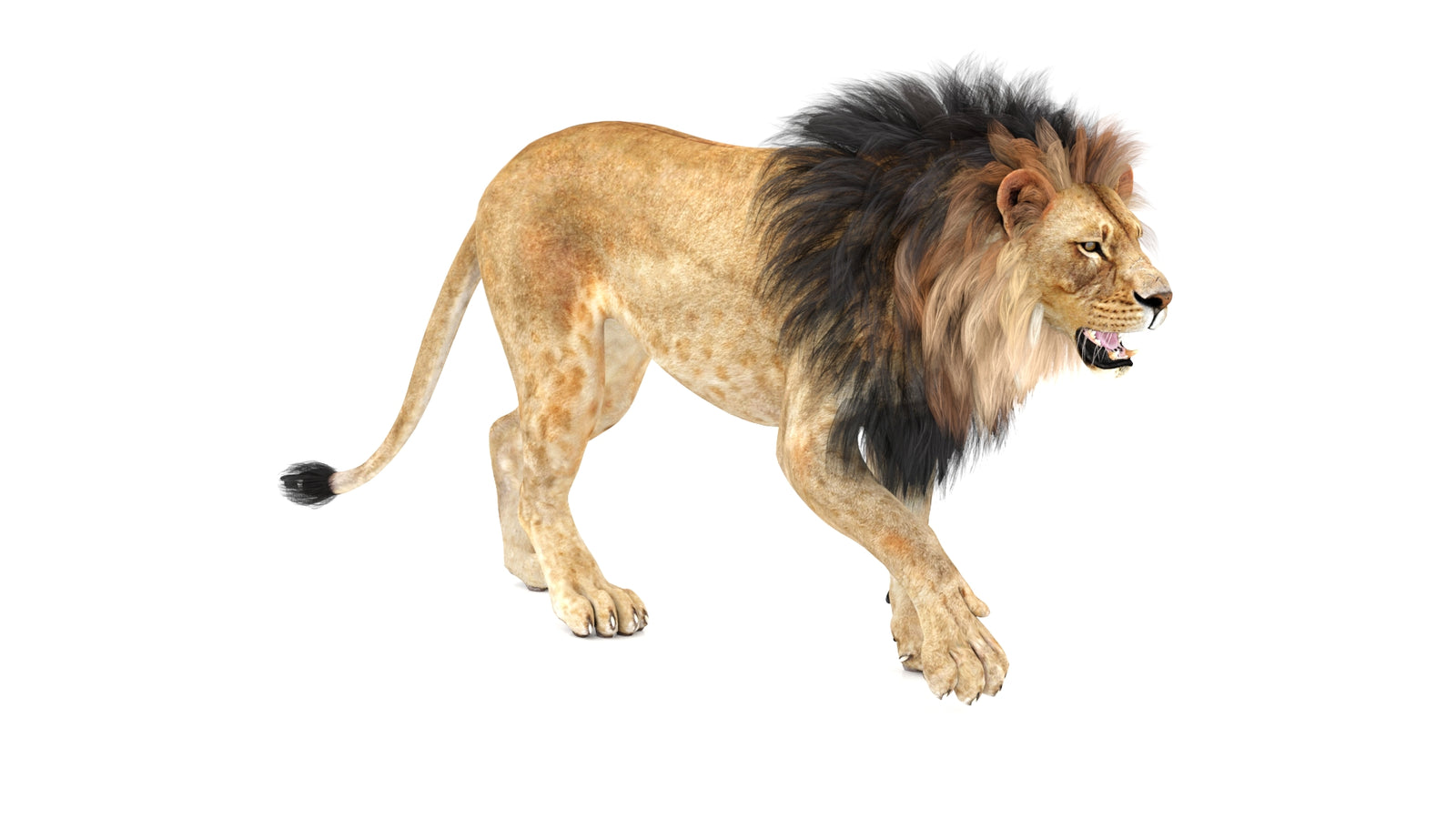 Lion 3D Model Animated 360° view 1 frame 5