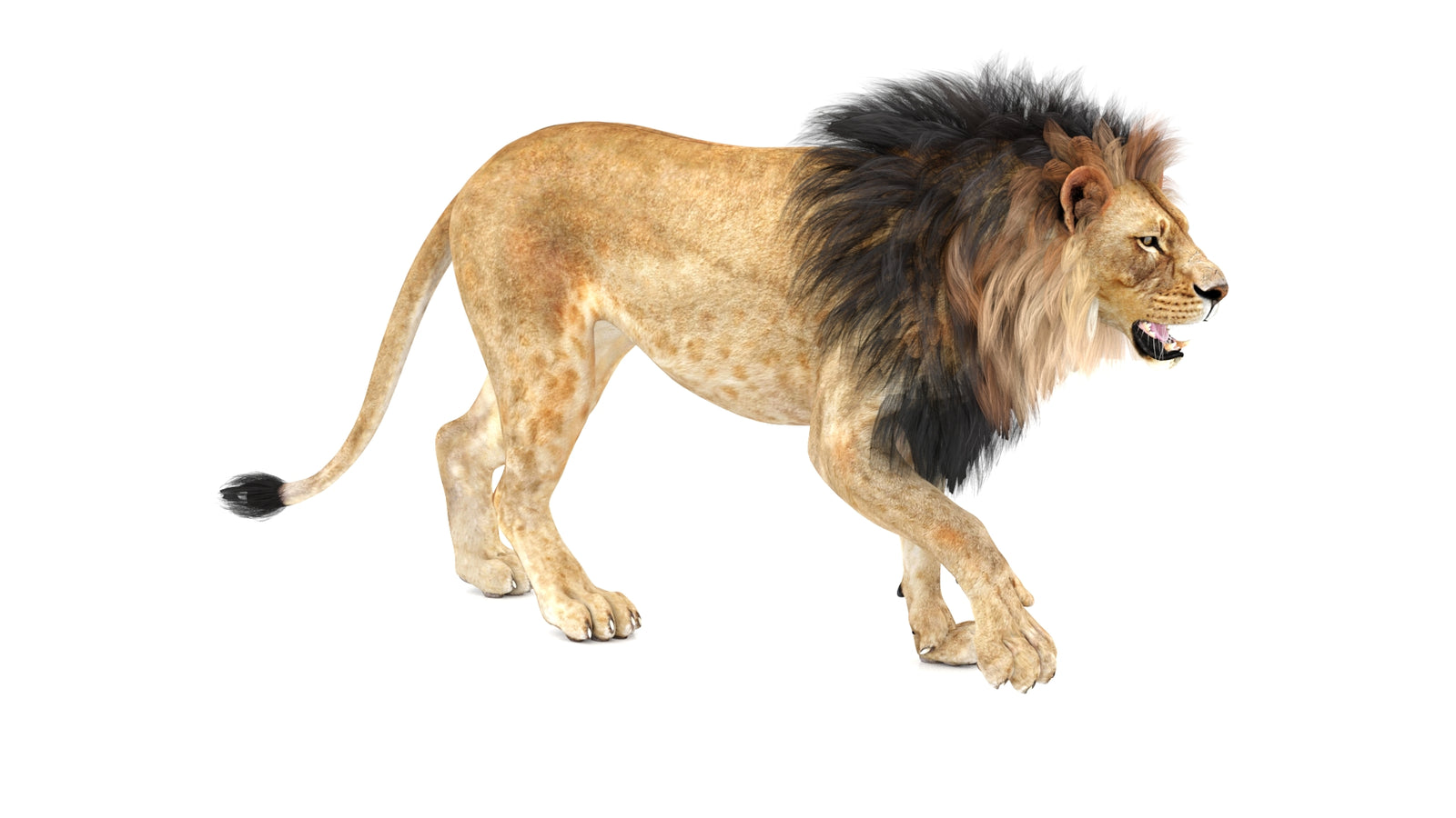 Lion 3D Model Animated 360° view 1 frame 6