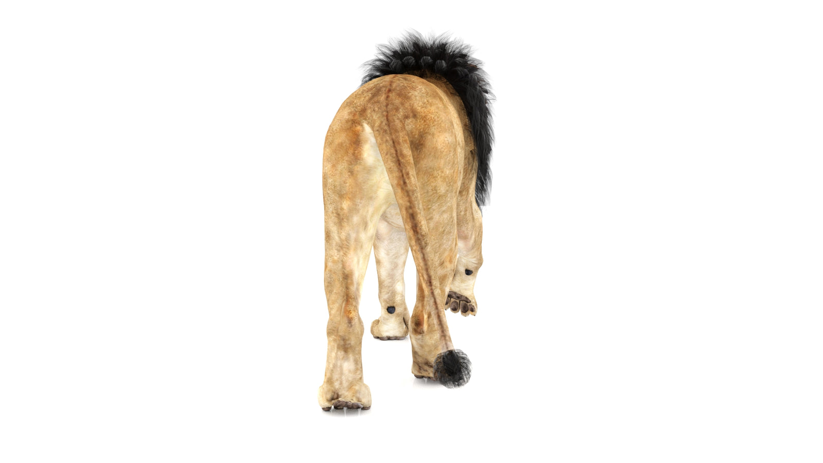Lion 3D Model Animated 360° view 1 frame 18