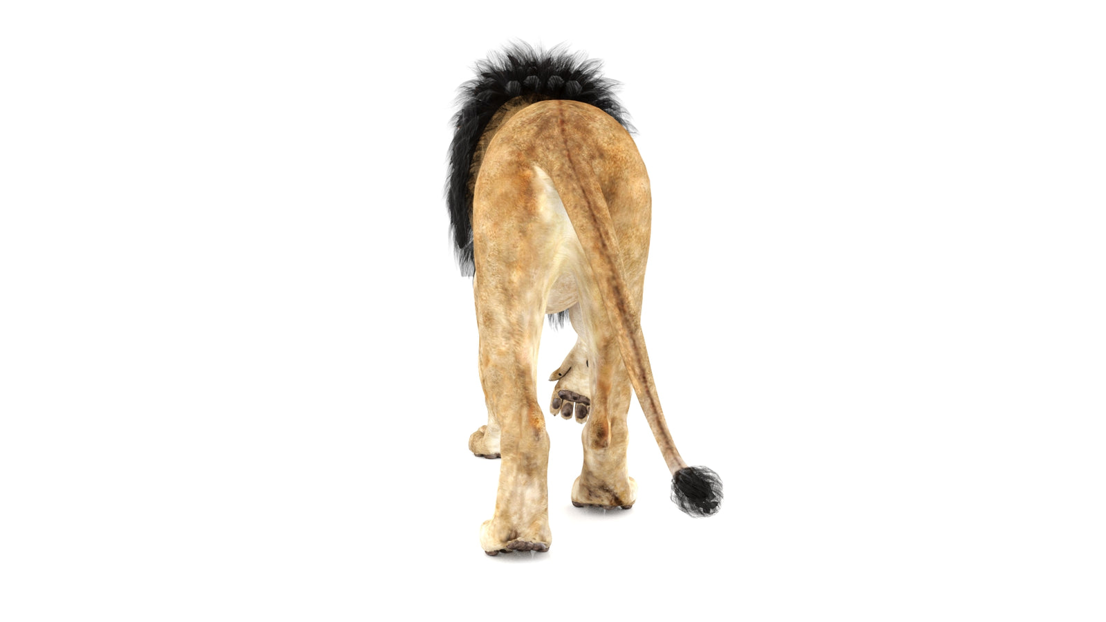 Lion 3D Model Animated 360° view 1 frame 19