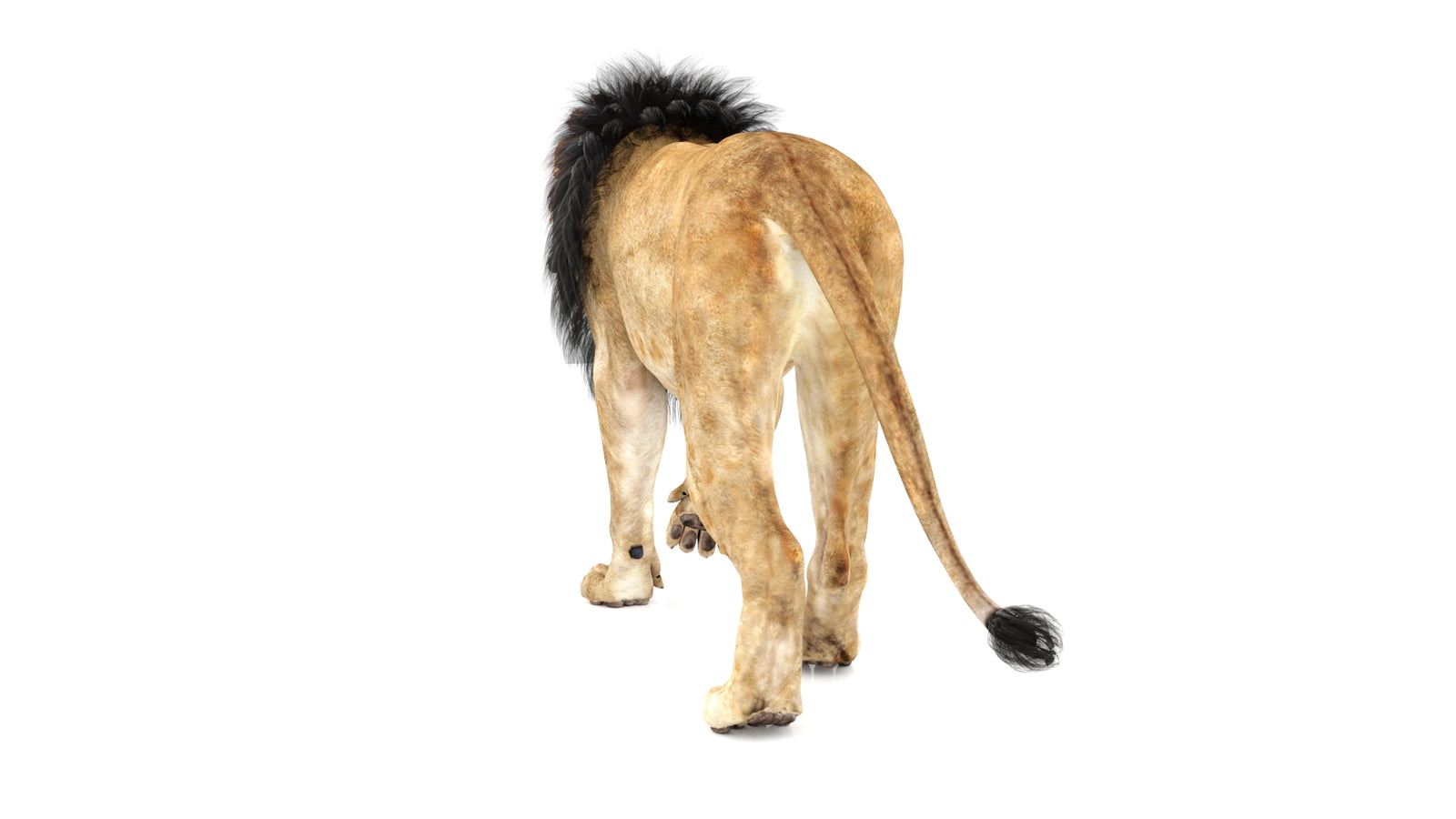 Lion 3D Model Animated 360° view 1 frame 20