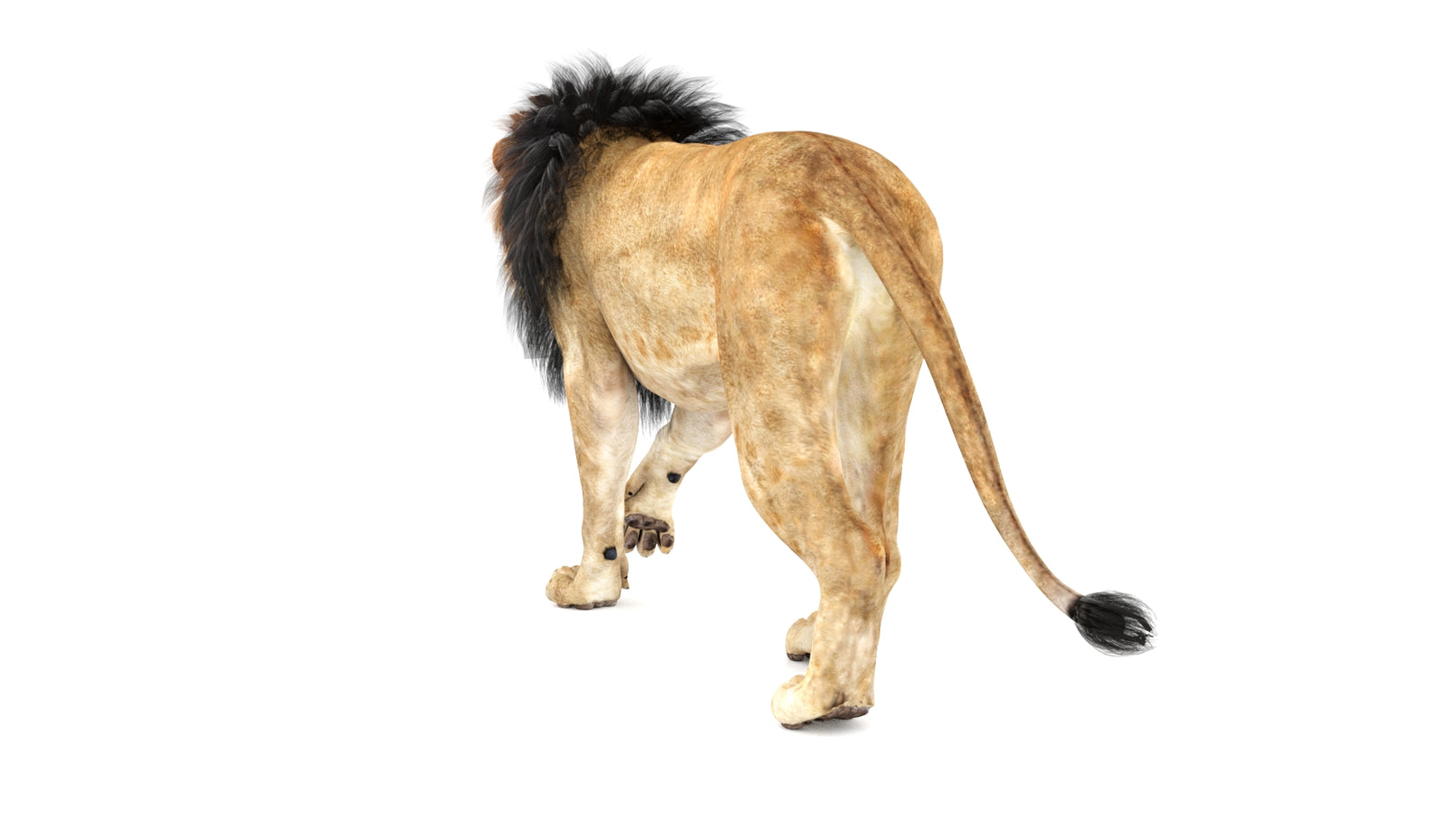 Lion 3D Model Animated 360° view 1 frame 21