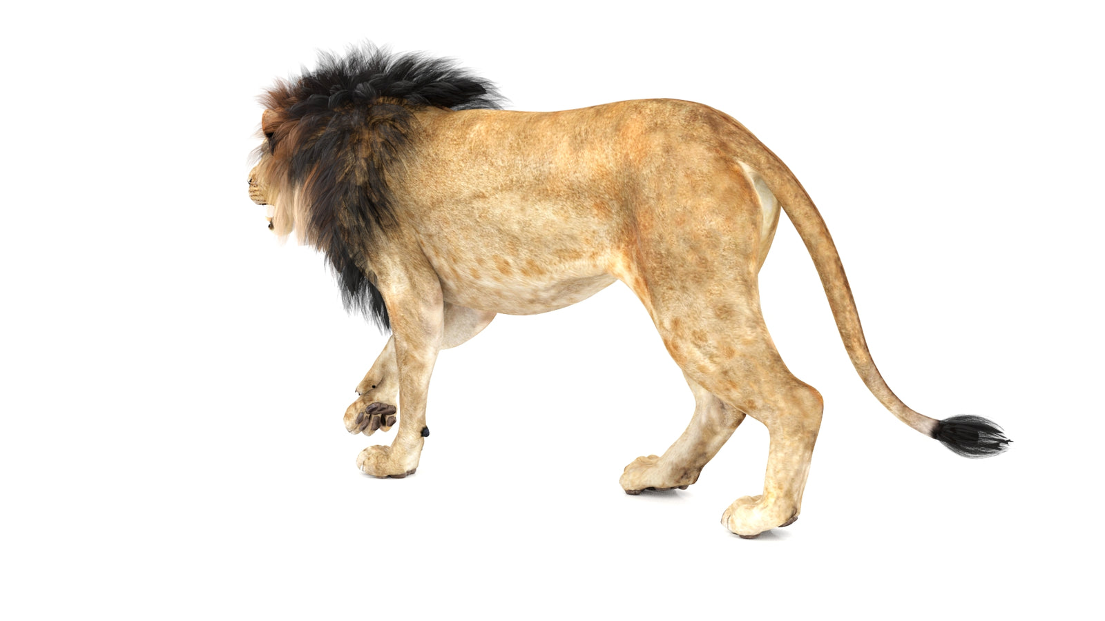 Lion 3D Model Animated 360° view 1 frame 24