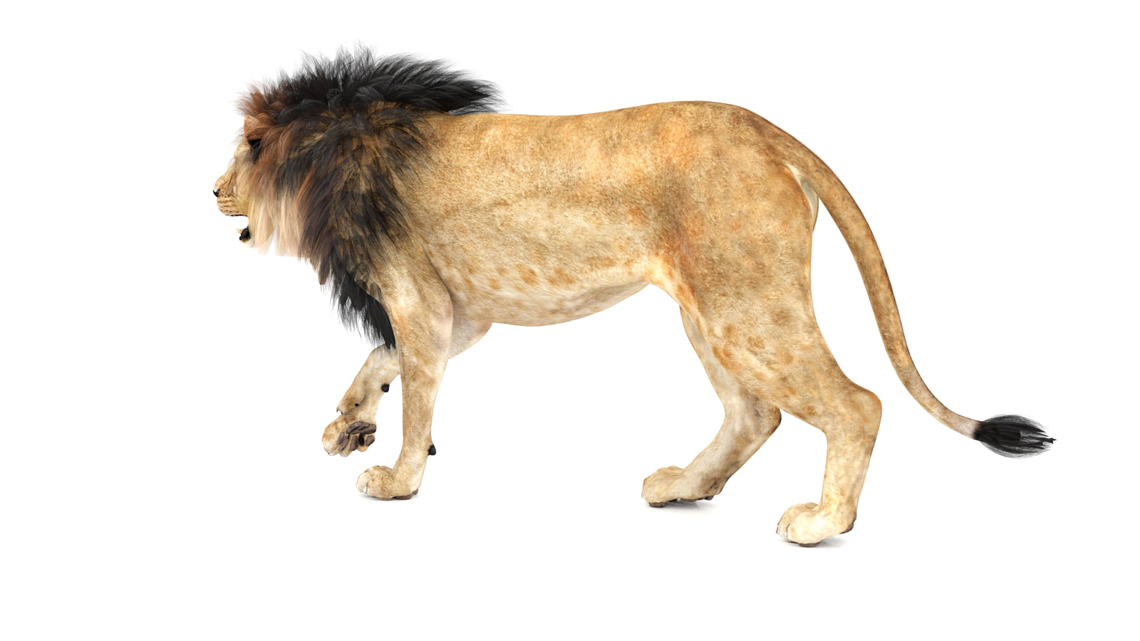 Lion 3D Model Animated 360° view 1 frame 25