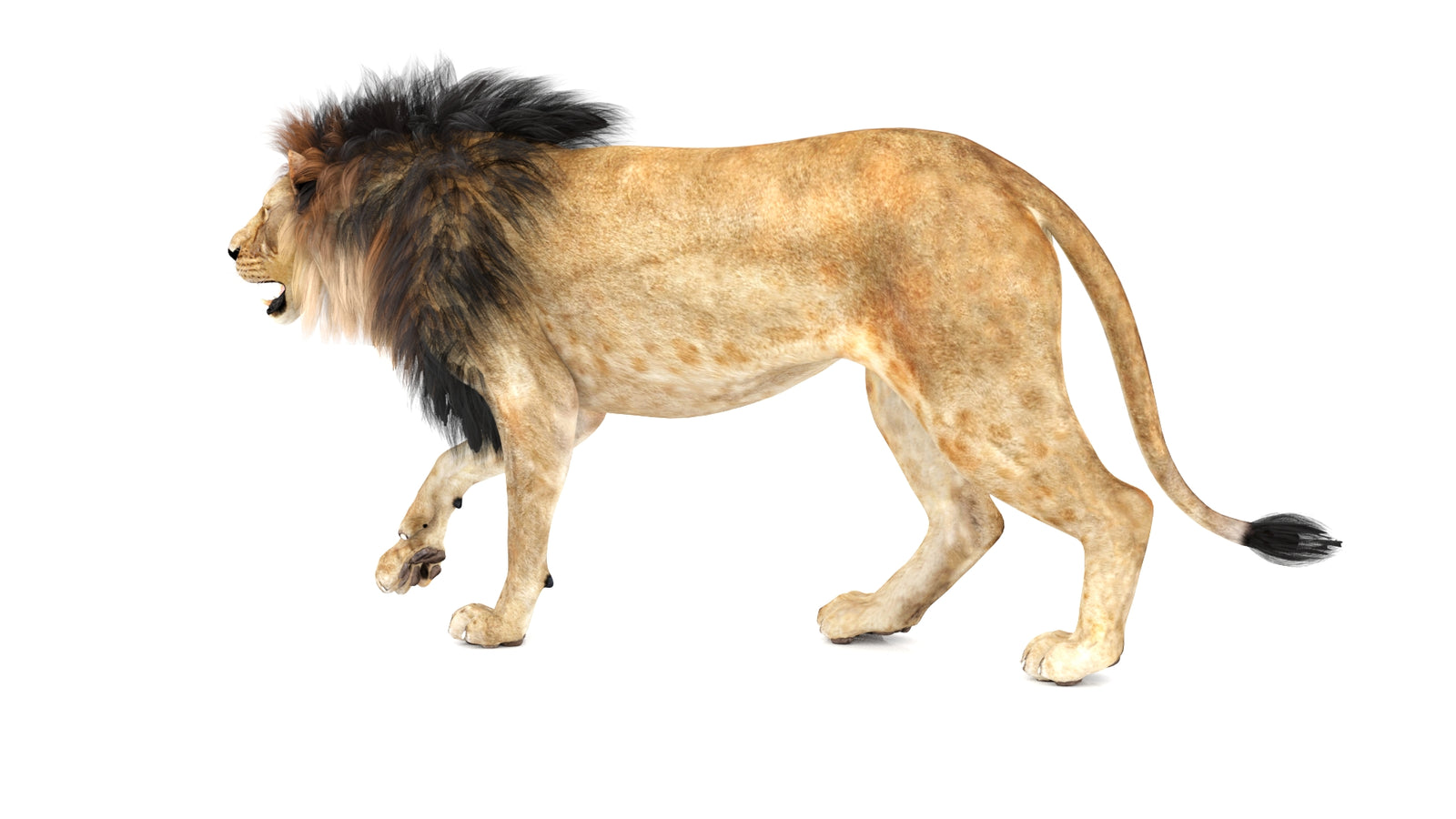Lion 3D Model Animated 360° view 1 frame 26