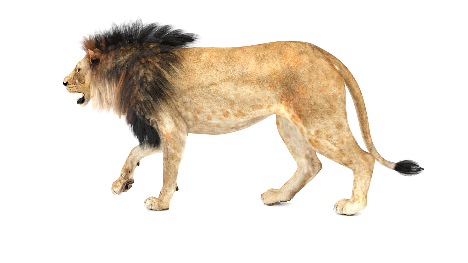 Lion 3D Model Animated 360° view 1 frame 27