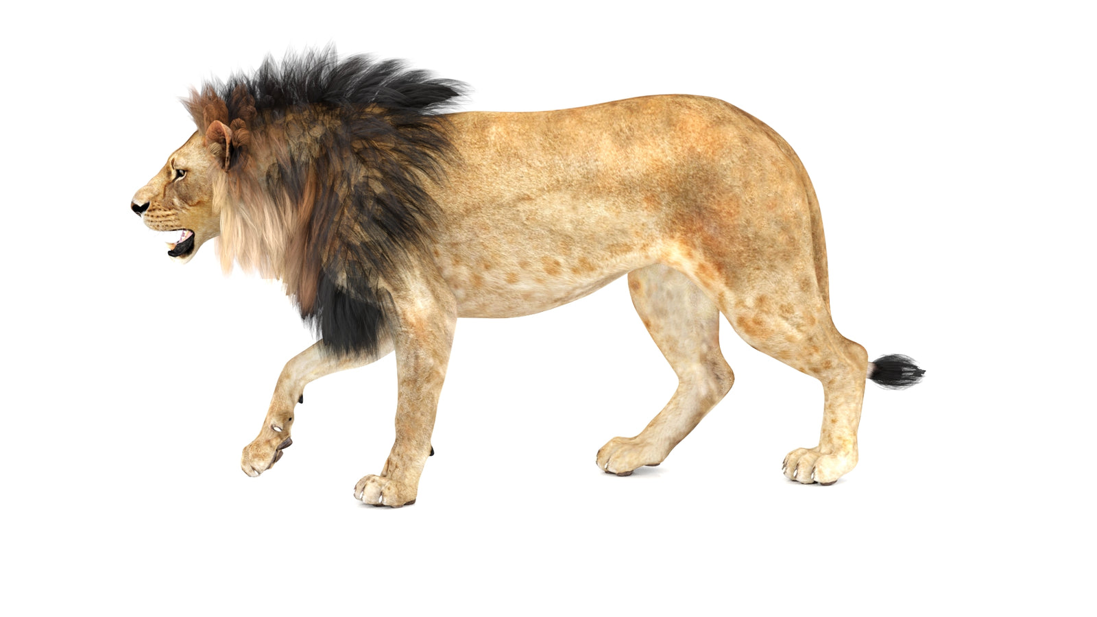 Lion 3D Model Animated 360° view 1 frame 29