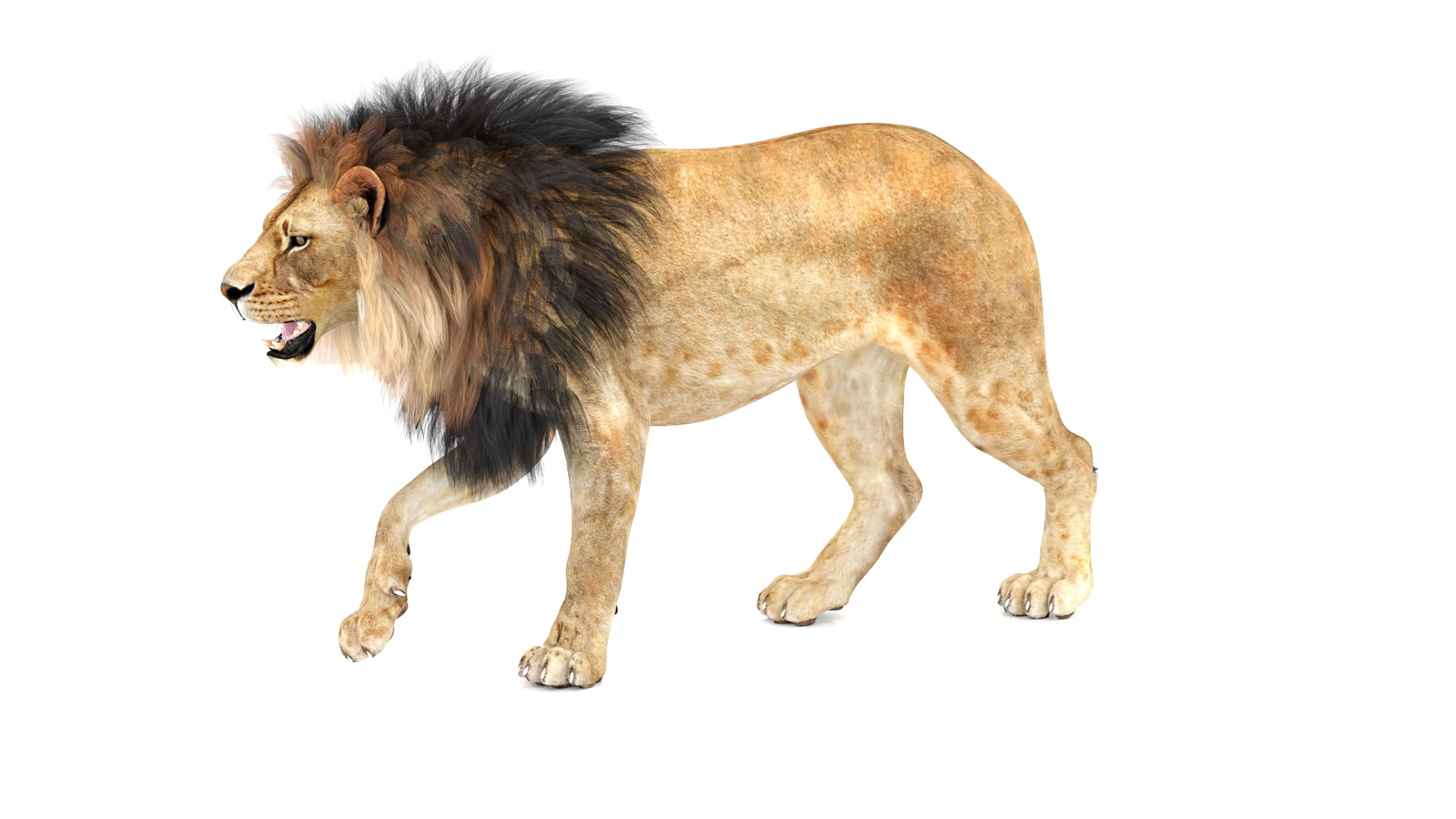 Lion 3D Model Animated 360° view 1 frame 31