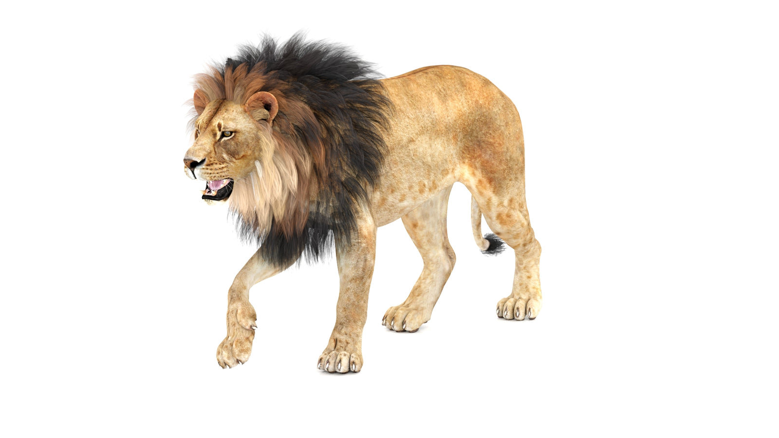 Lion 3D Model Animated 360° view 1 frame 33