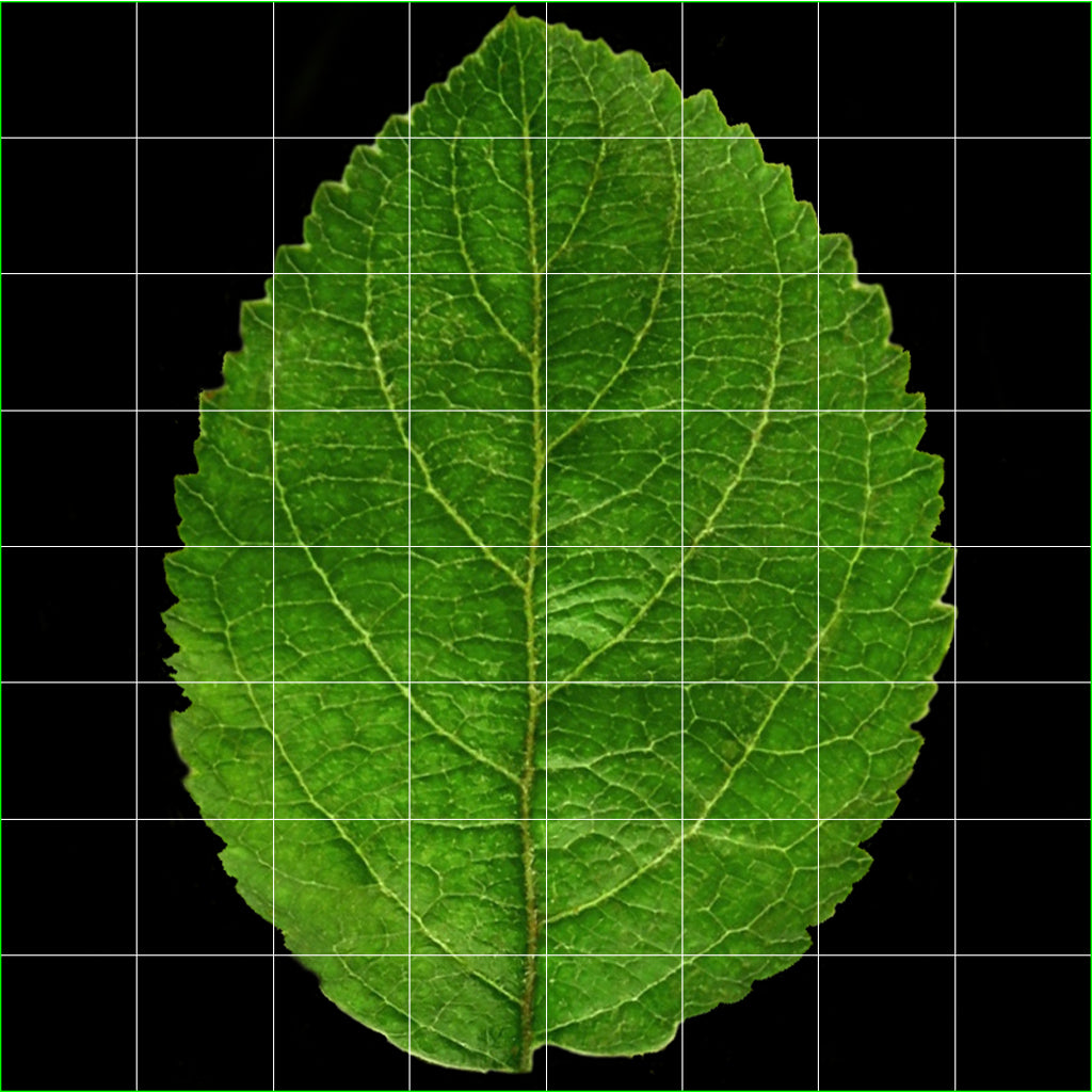 Apple Fruit 3D Model Leave UVs