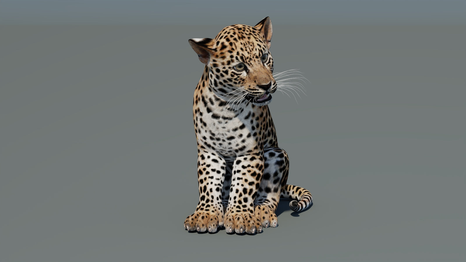 Animated Leopard Cub 3D Model 360° view 2 frame 2