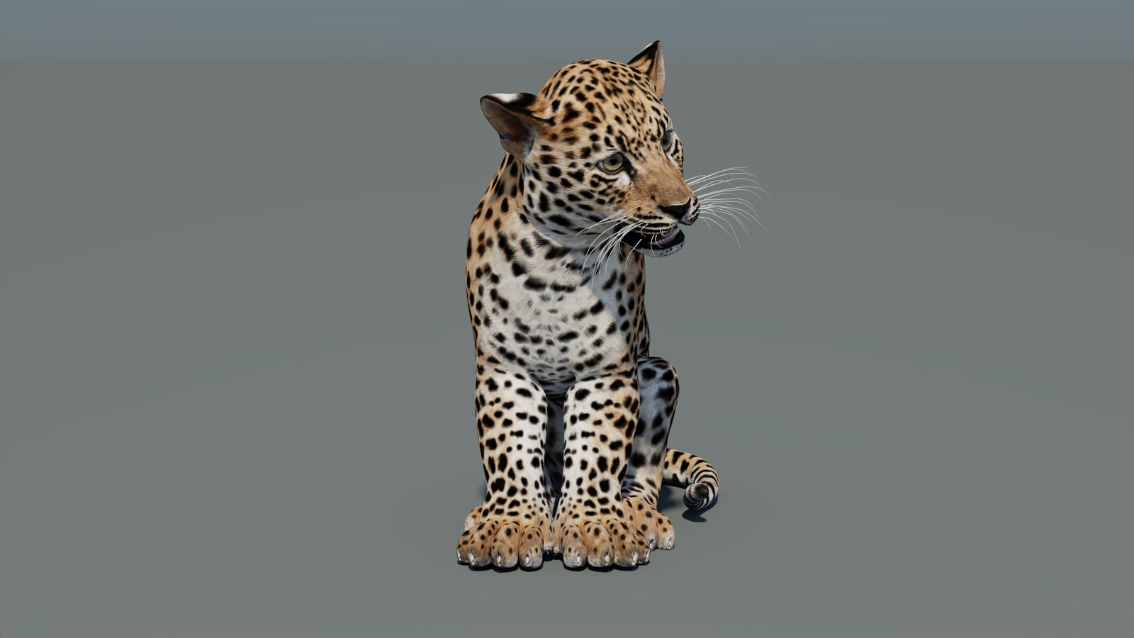 Animated Leopard Cub 3D Model 360° view 2 frame 3