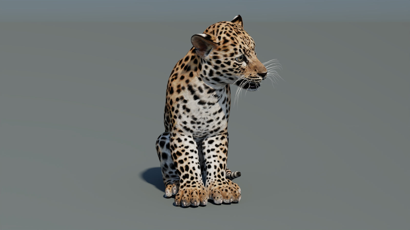 Animated Leopard Cub 3D Model 360° view 2 frame 5