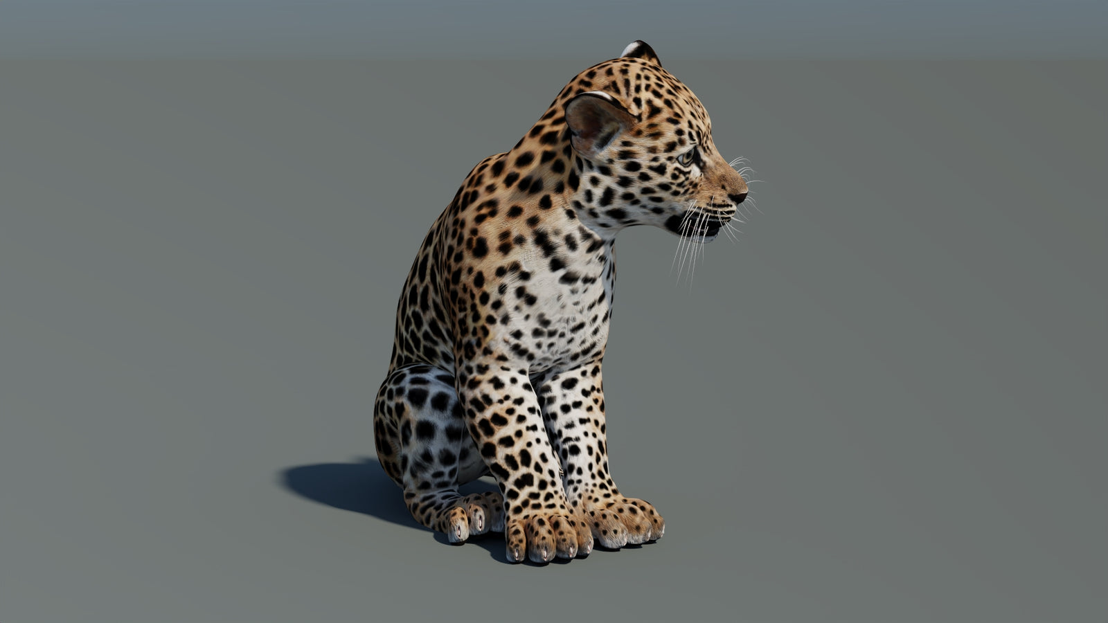 Animated Leopard Cub 3D Model 360° view 2 frame 7
