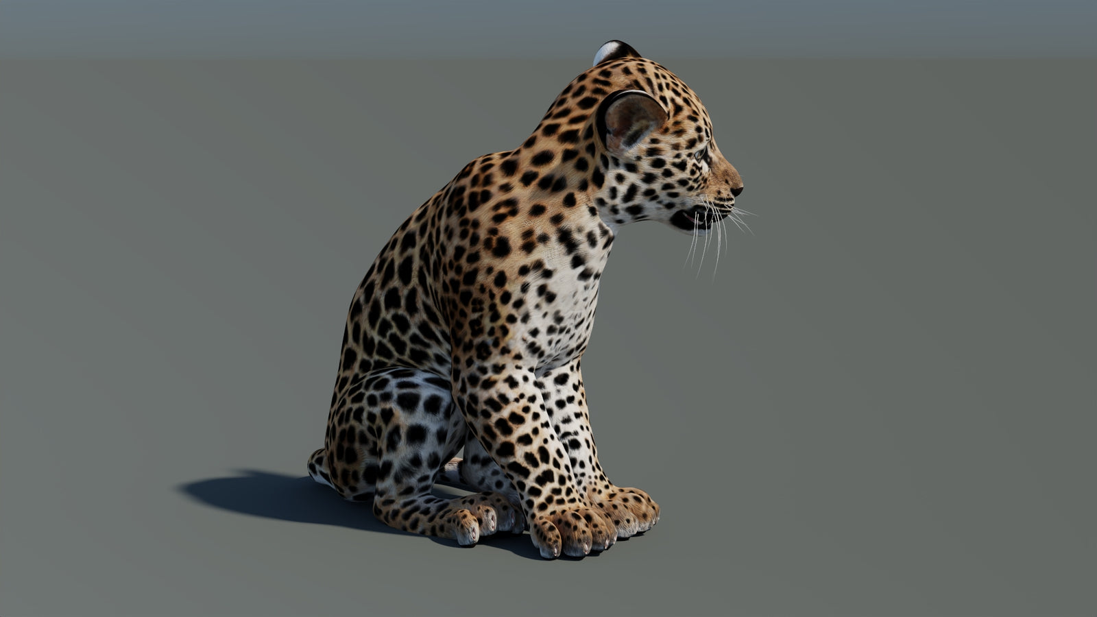 Animated Leopard Cub 3D Model 360° view 2 frame 9