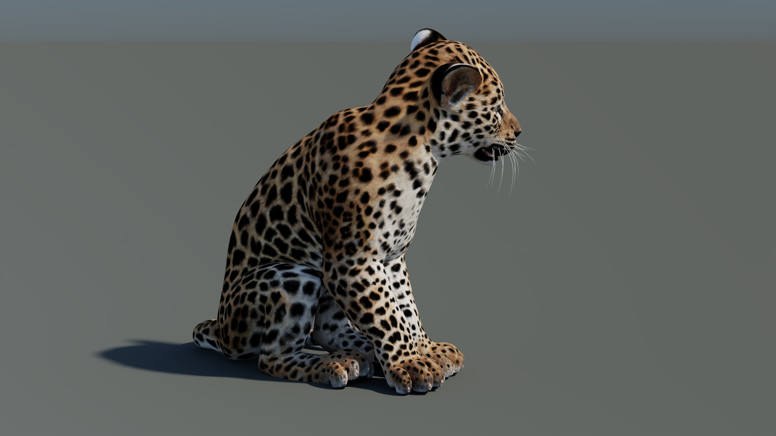 Animated Leopard Cub 3D Model 360° view 2 frame 10