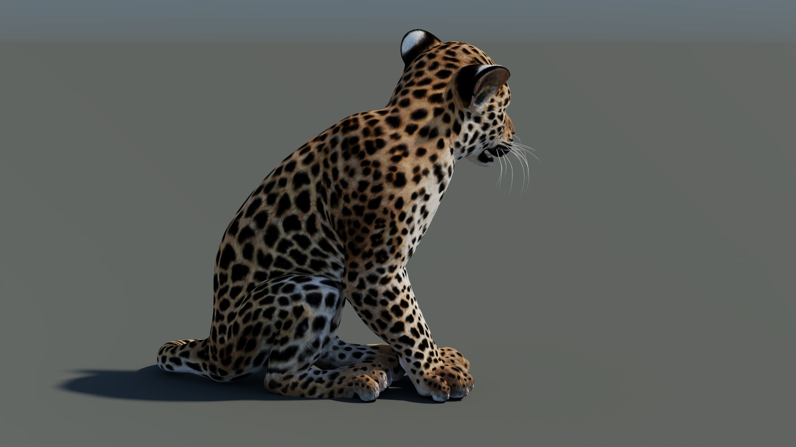 Animated Leopard Cub 3D Model 360° view 2 frame 12