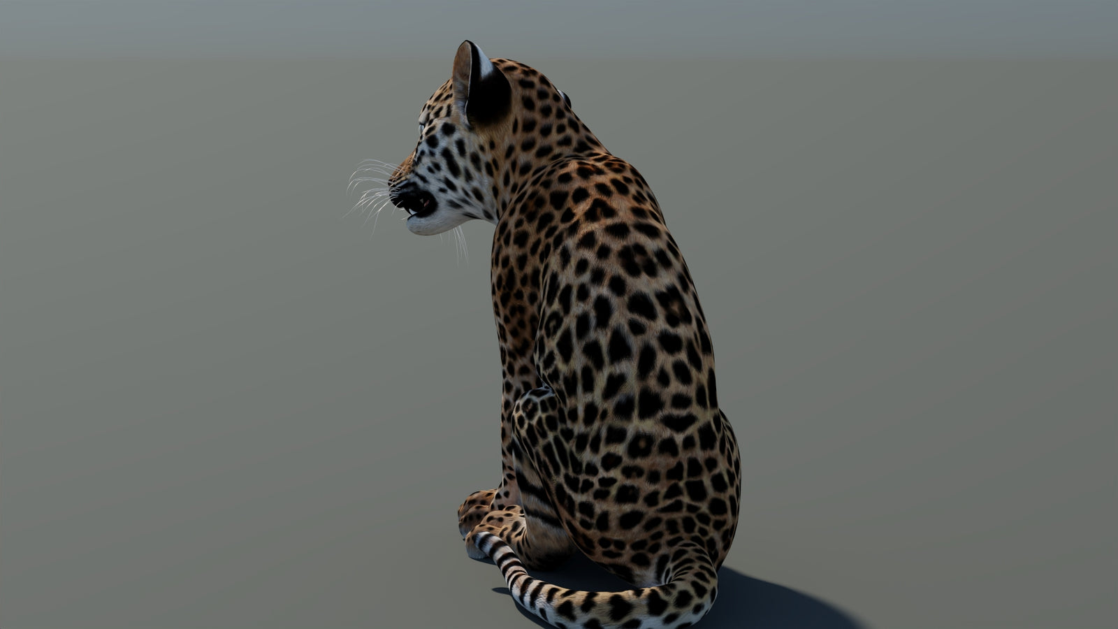 Animated Leopard Cub 3D Model 360° view 2 frame 24