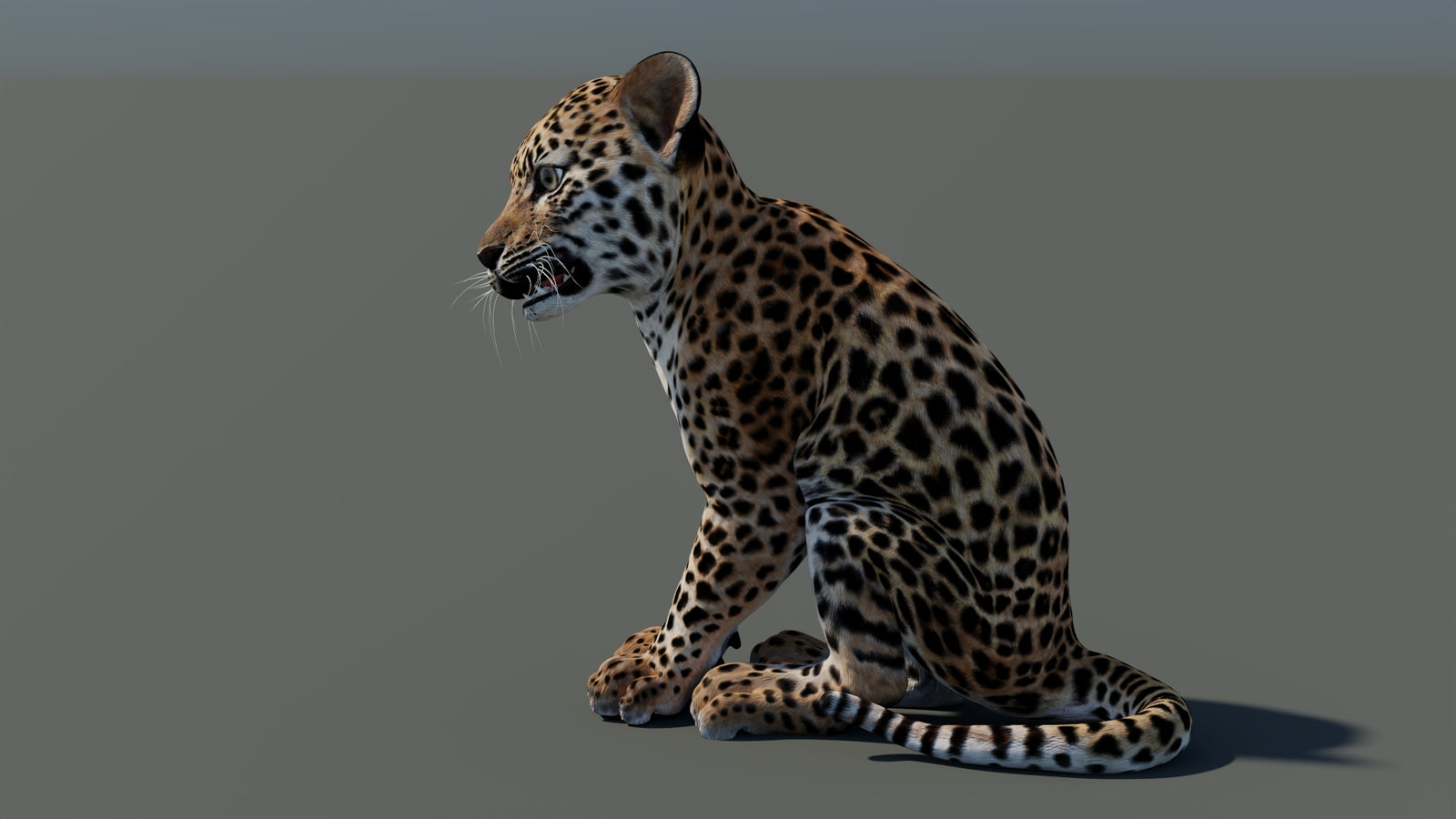 Animated Leopard Cub 3D Model 360° view 2 frame 29