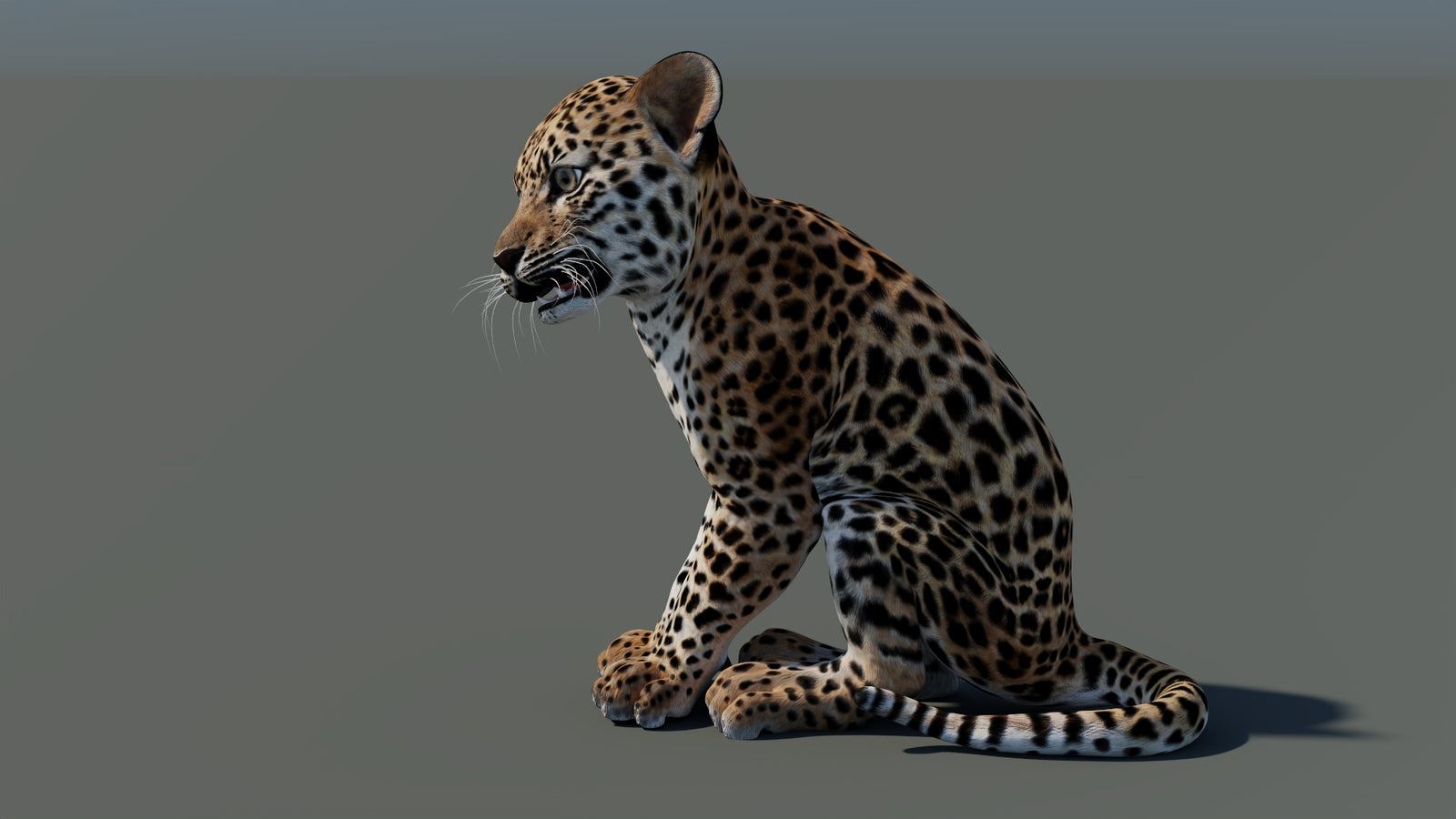 Animated Leopard Cub 3D Model 360° view 2 frame 30
