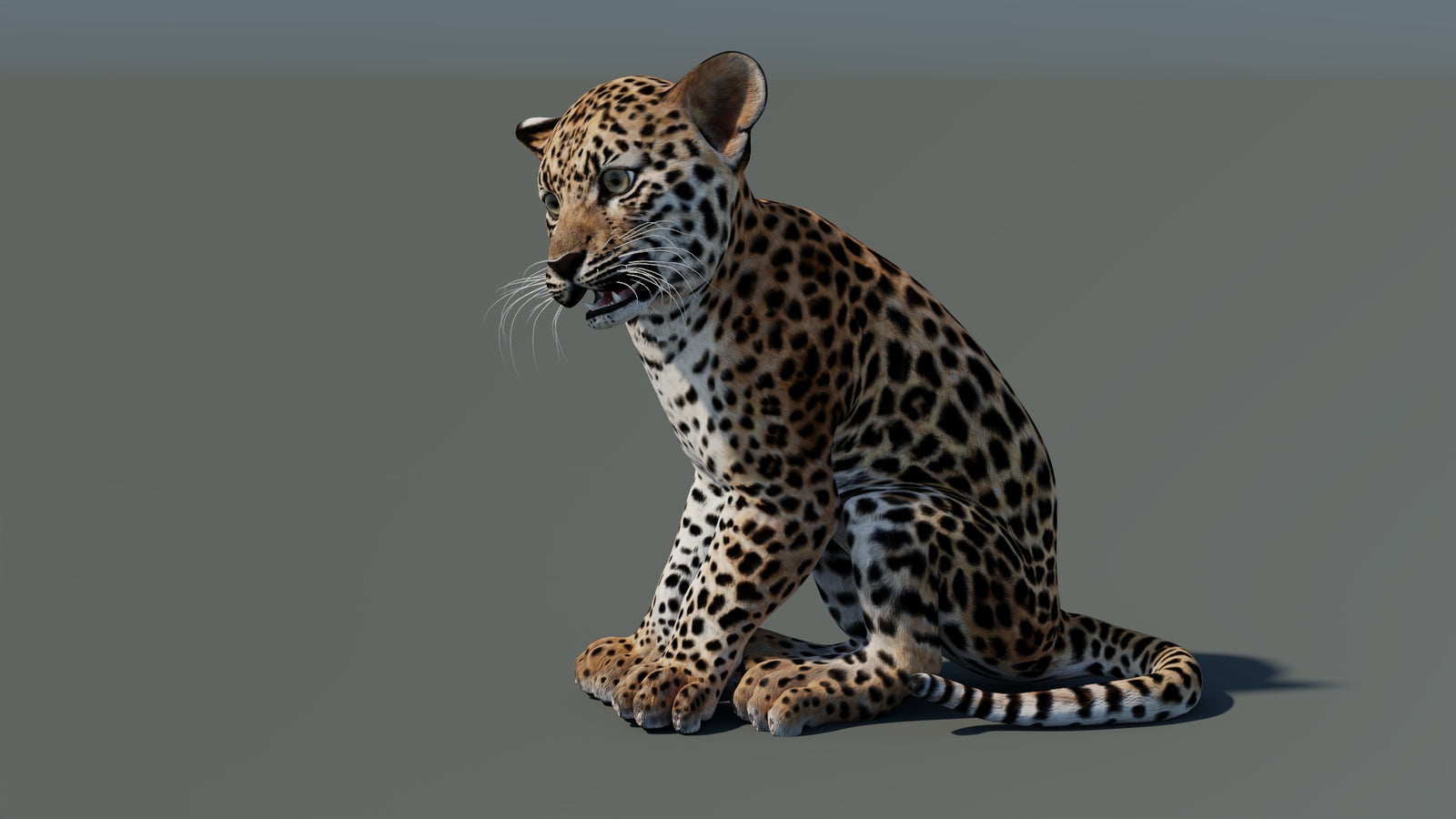 Animated Leopard Cub 3D Model 360° view 2 frame 32